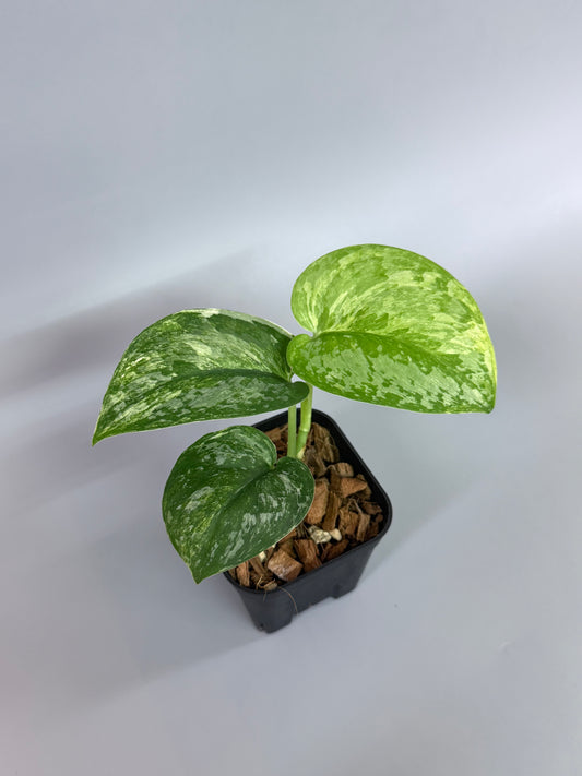 商品 – Page 3 – Nakayama-Plants