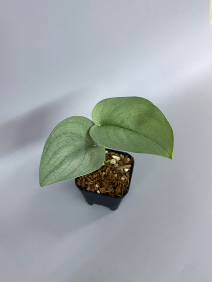 スキンダプサス ブルータイガー / Scindapsus Blue tiger (2)