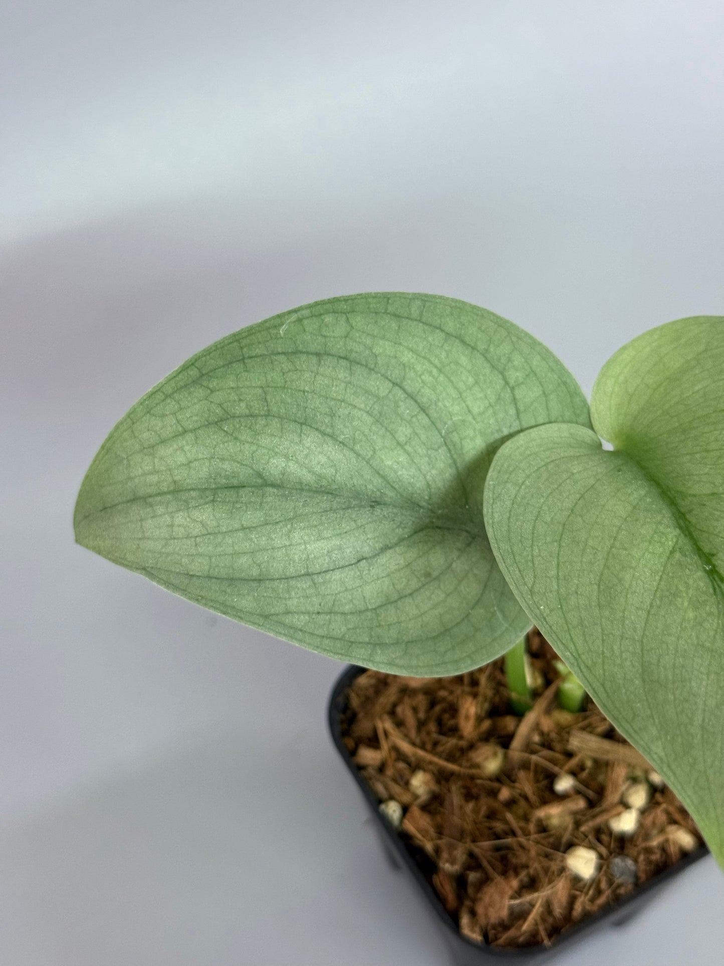 スキンダプサス ブルータイガー / Scindapsus Blue tiger (2)