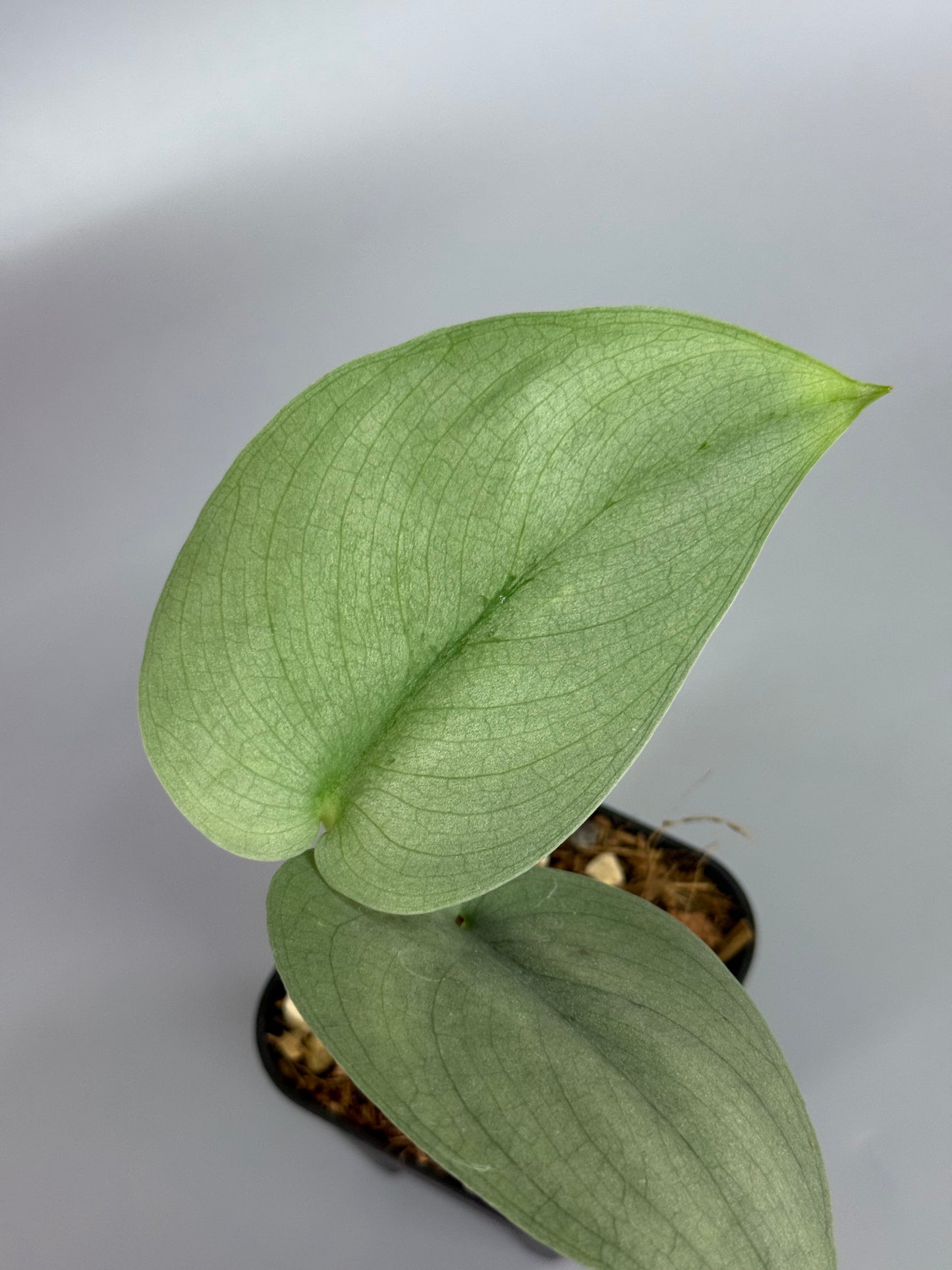 スキンダプサス ブルータイガー / Scindapsus Blue tiger (2)