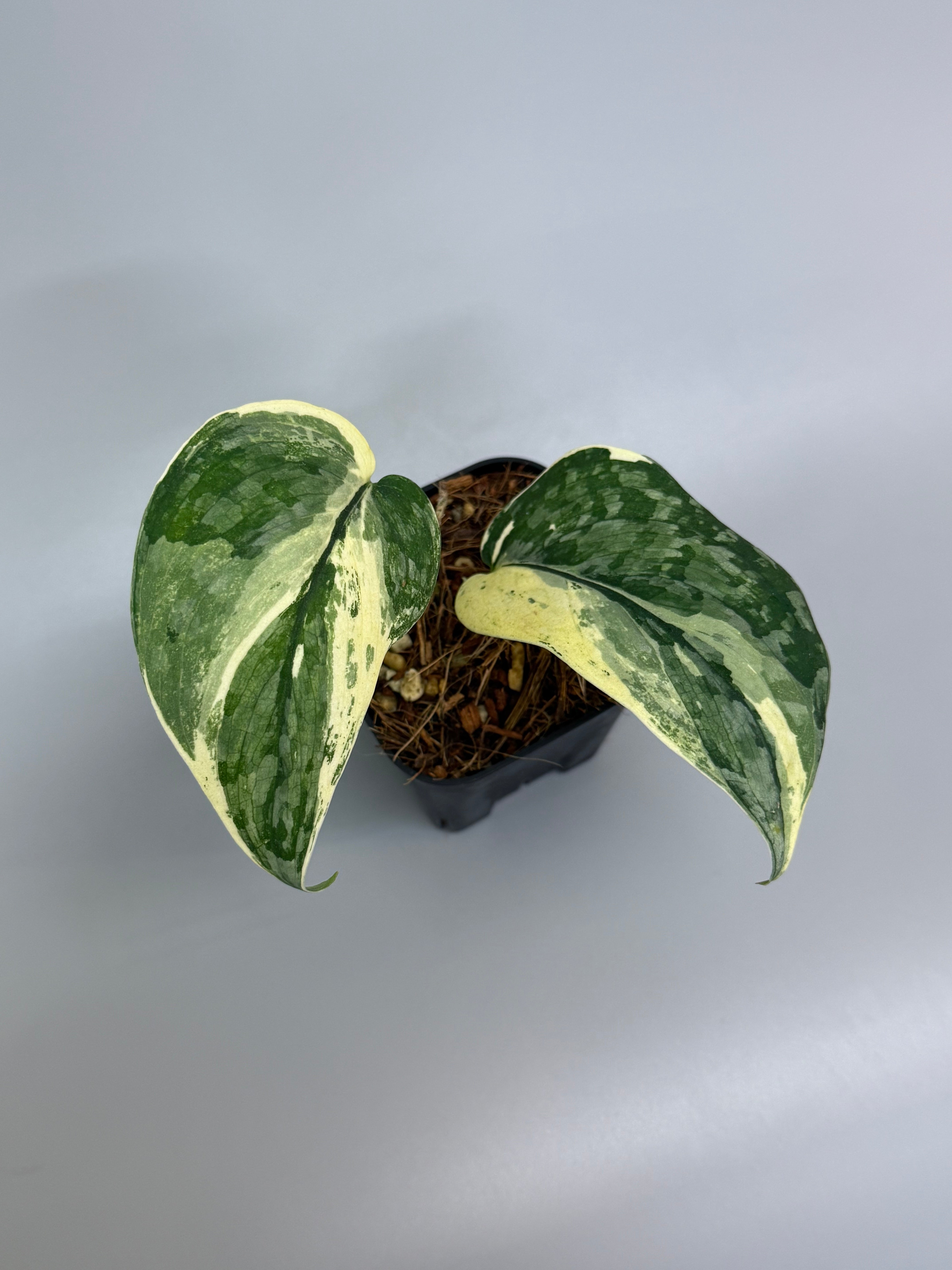 All Plants – Page 2 – Nakayama-Plants