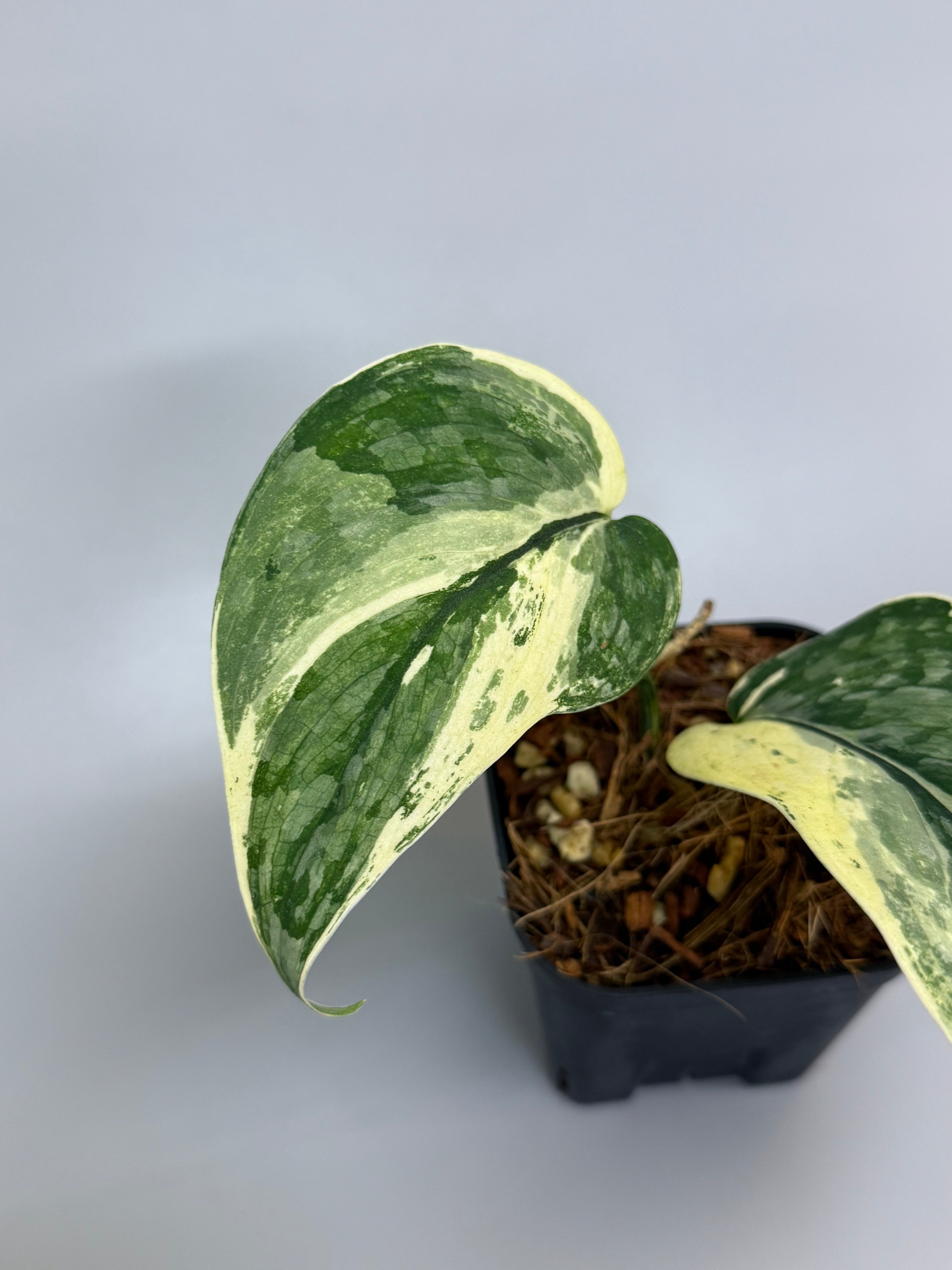 スキンダプサス ブラックタイガー 斑入り / Scindapsus black tiger