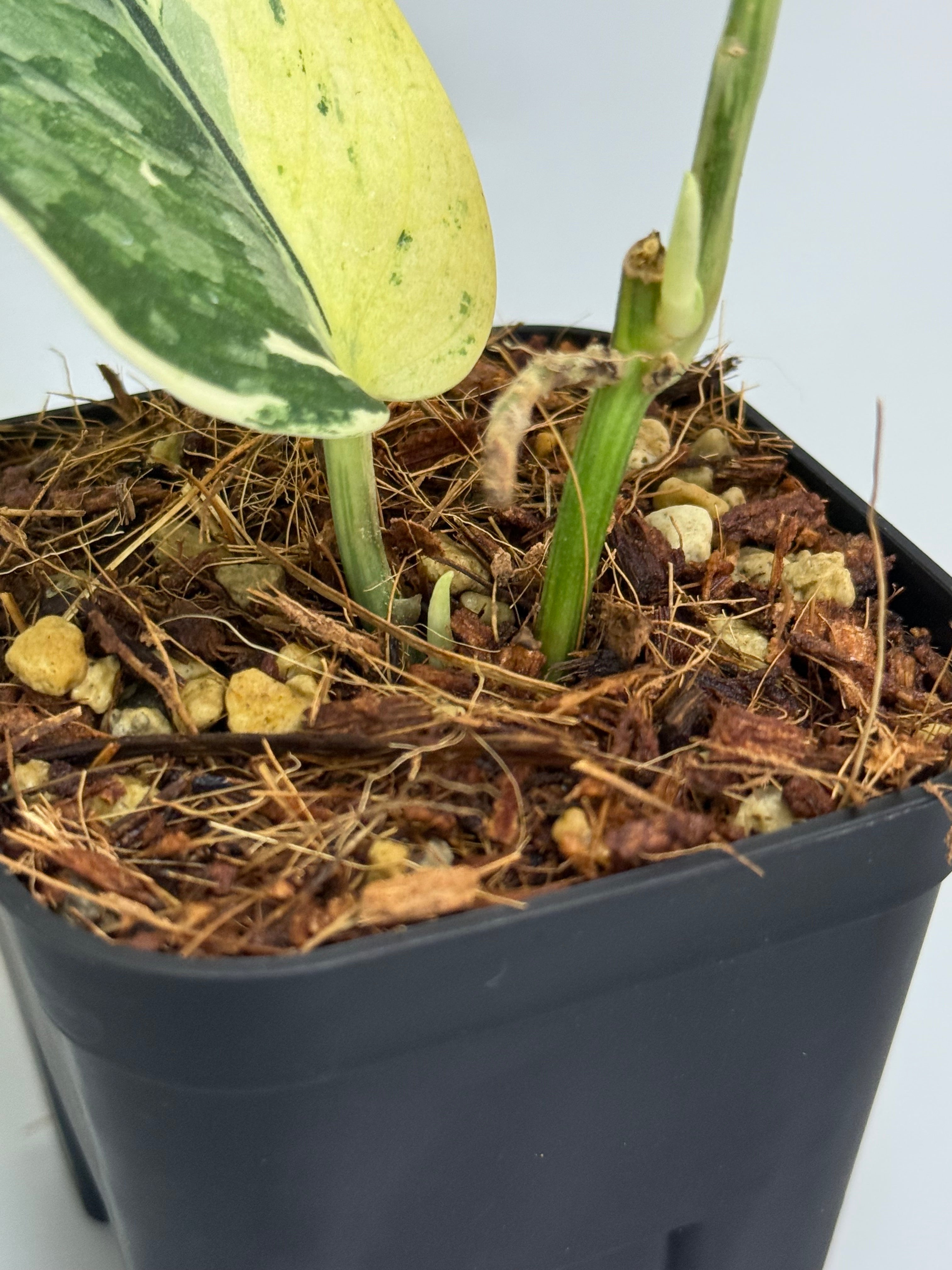 スキンダプサス ブラックタイガー 斑入り / Scindapsus black tiger