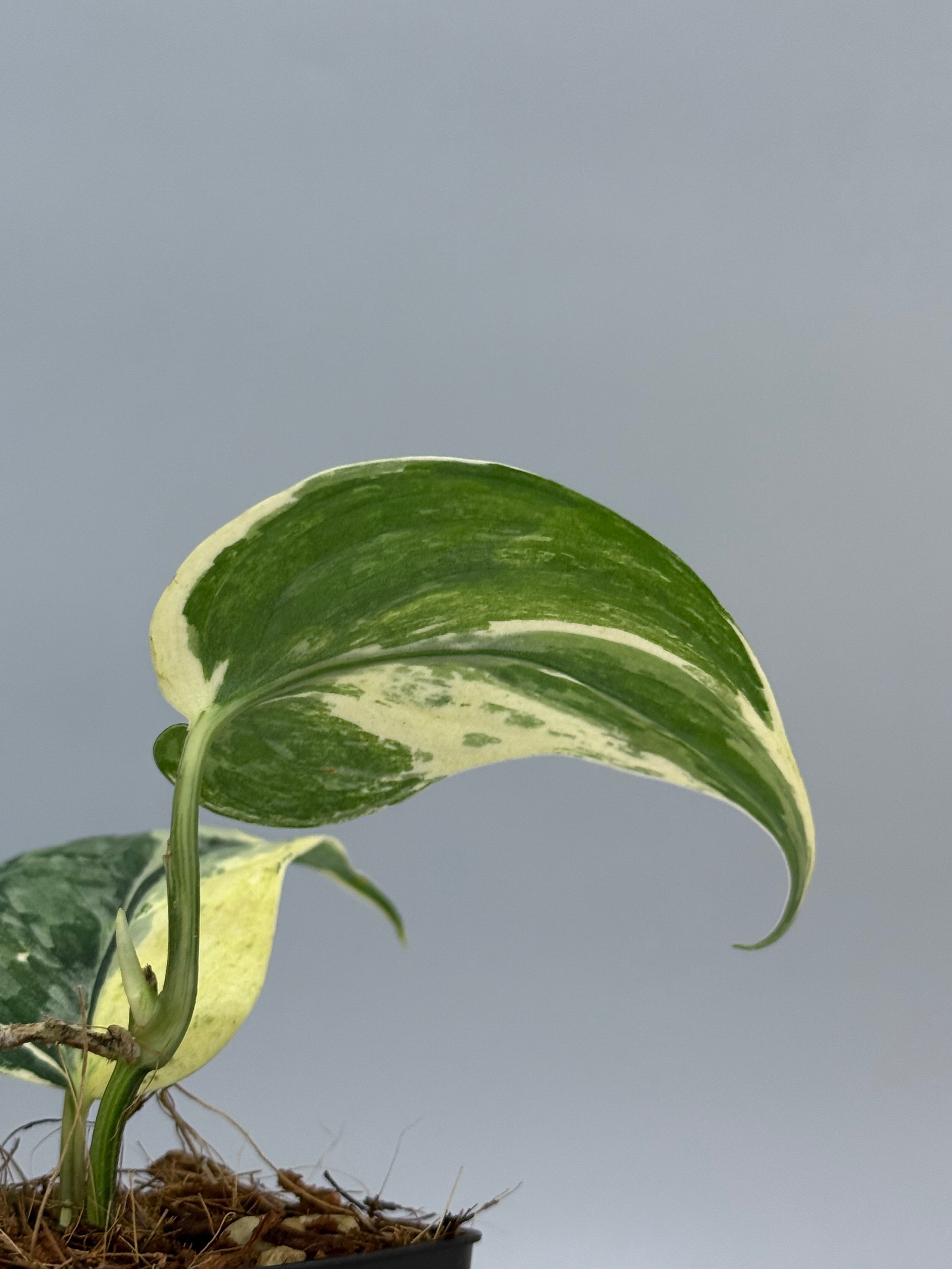 スキンダプサス ブラックタイガー 斑入り / Scindapsus black tiger