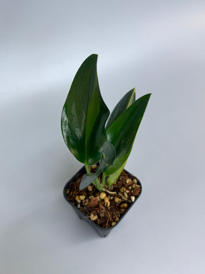 スキンダプサス トゥワイライト / Scindapsus Twilight (1)