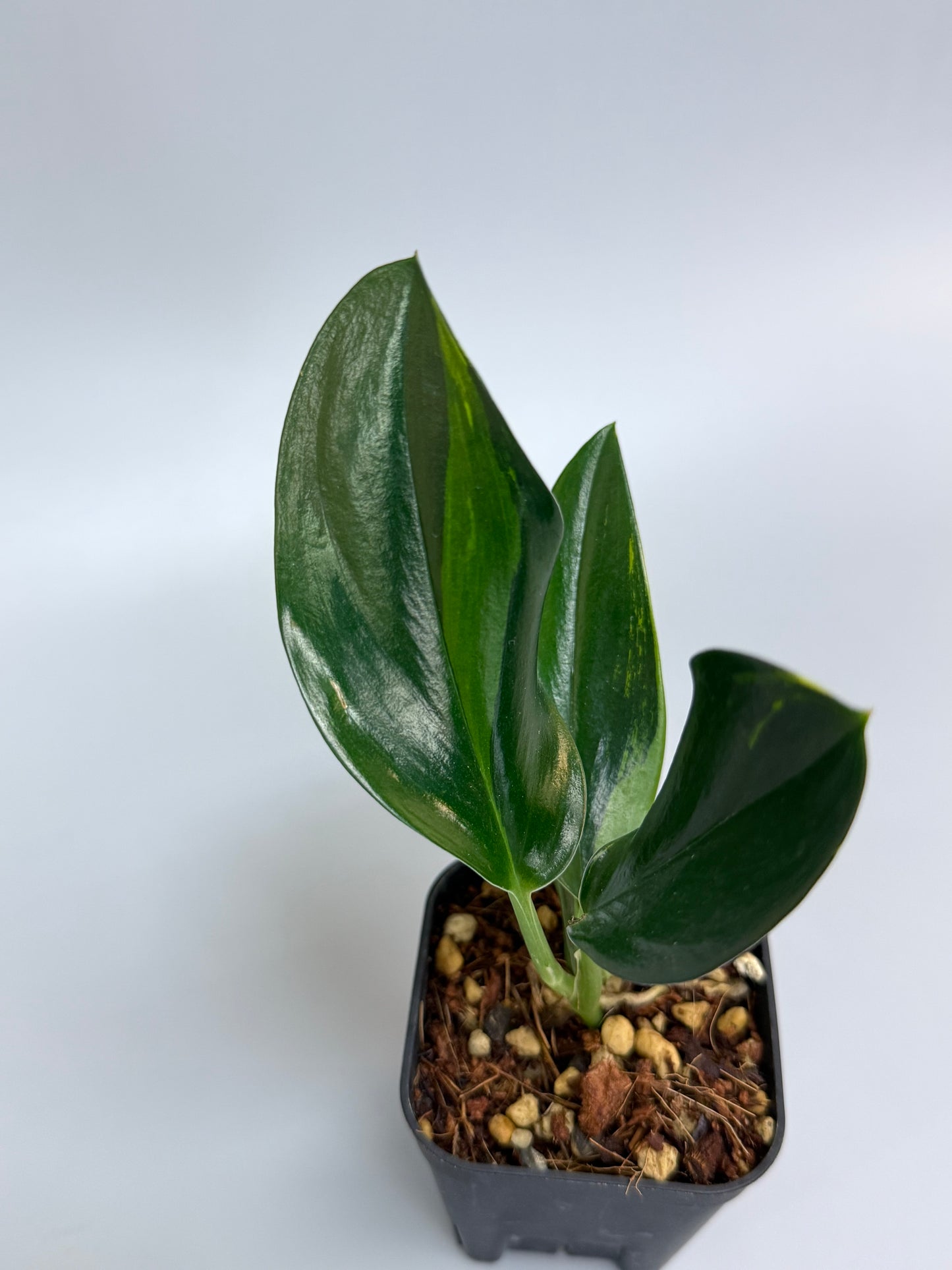 スキンダプサス トゥワイライト / Scindapsus Twilight (1)