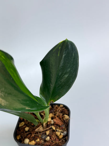 スキンダプサス トゥワイライト / Scindapsus Twilight (1)