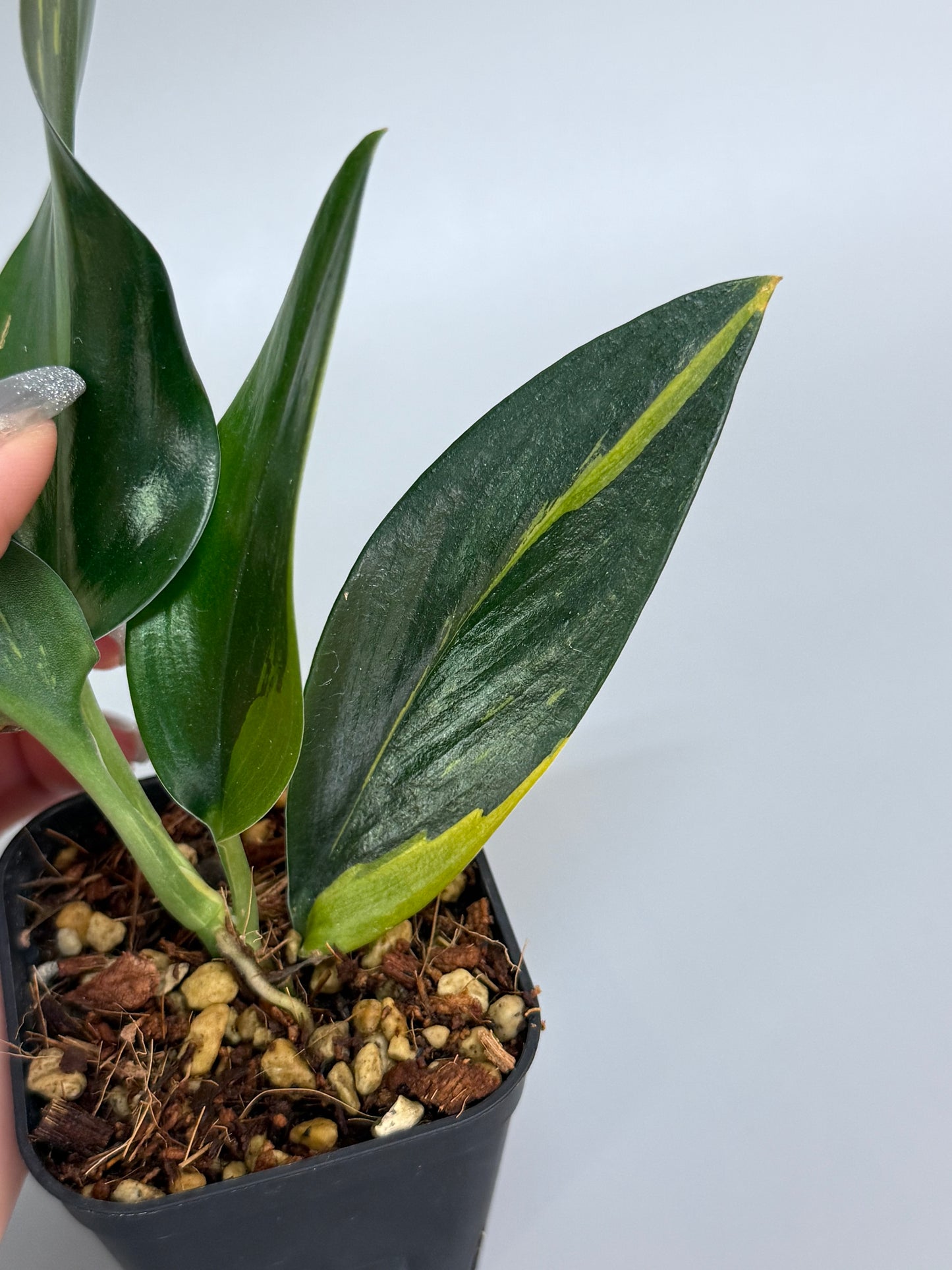 スキンダプサス トゥワイライト / Scindapsus Twilight (1)