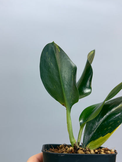 スキンダプサス トゥワイライト / Scindapsus Twilight (1)