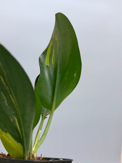 スキンダプサス トゥワイライト / Scindapsus Twilight (1)