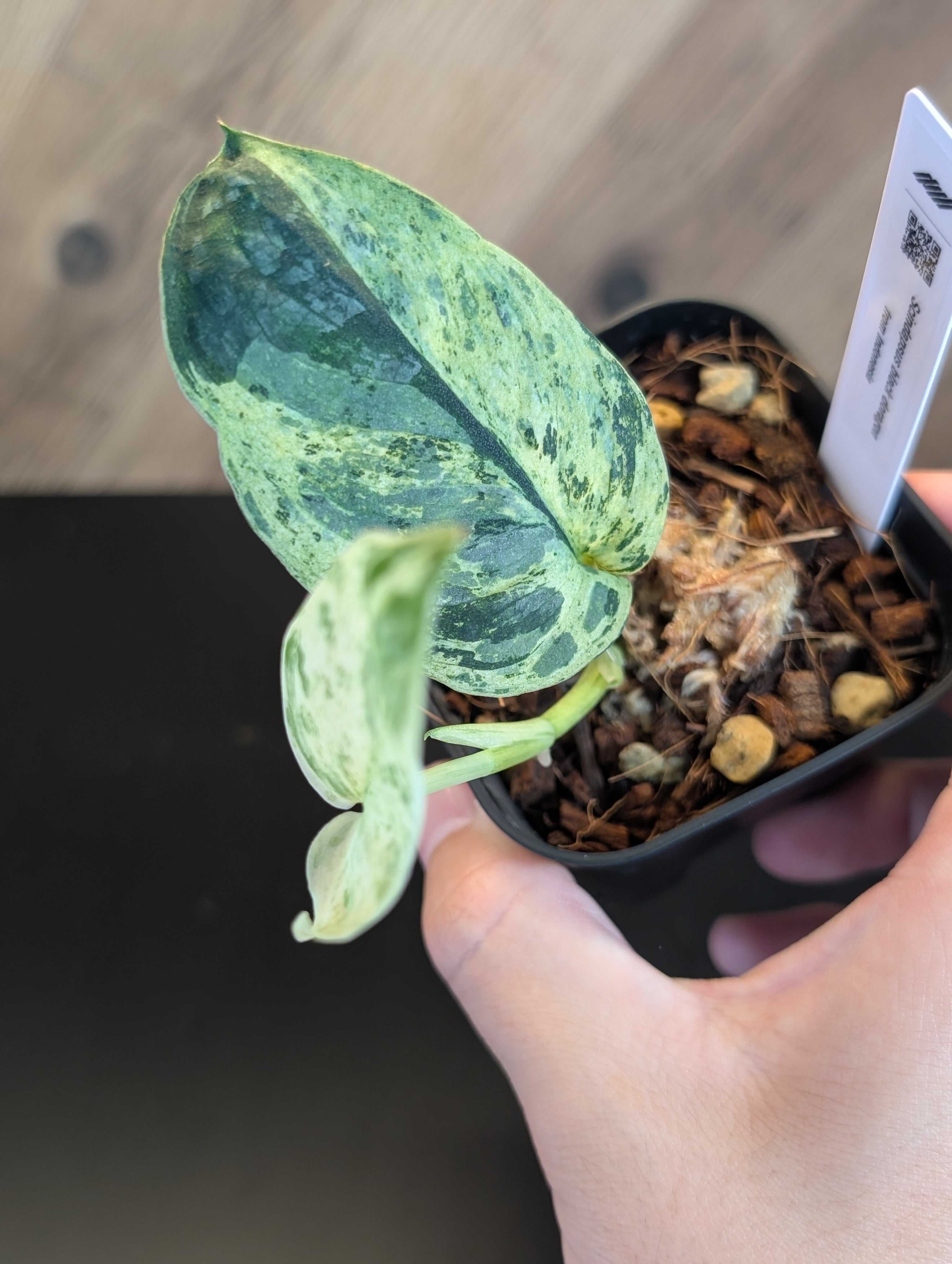 大学生協 割引 All Plants Nakayama-Plants – その他観葉植物
