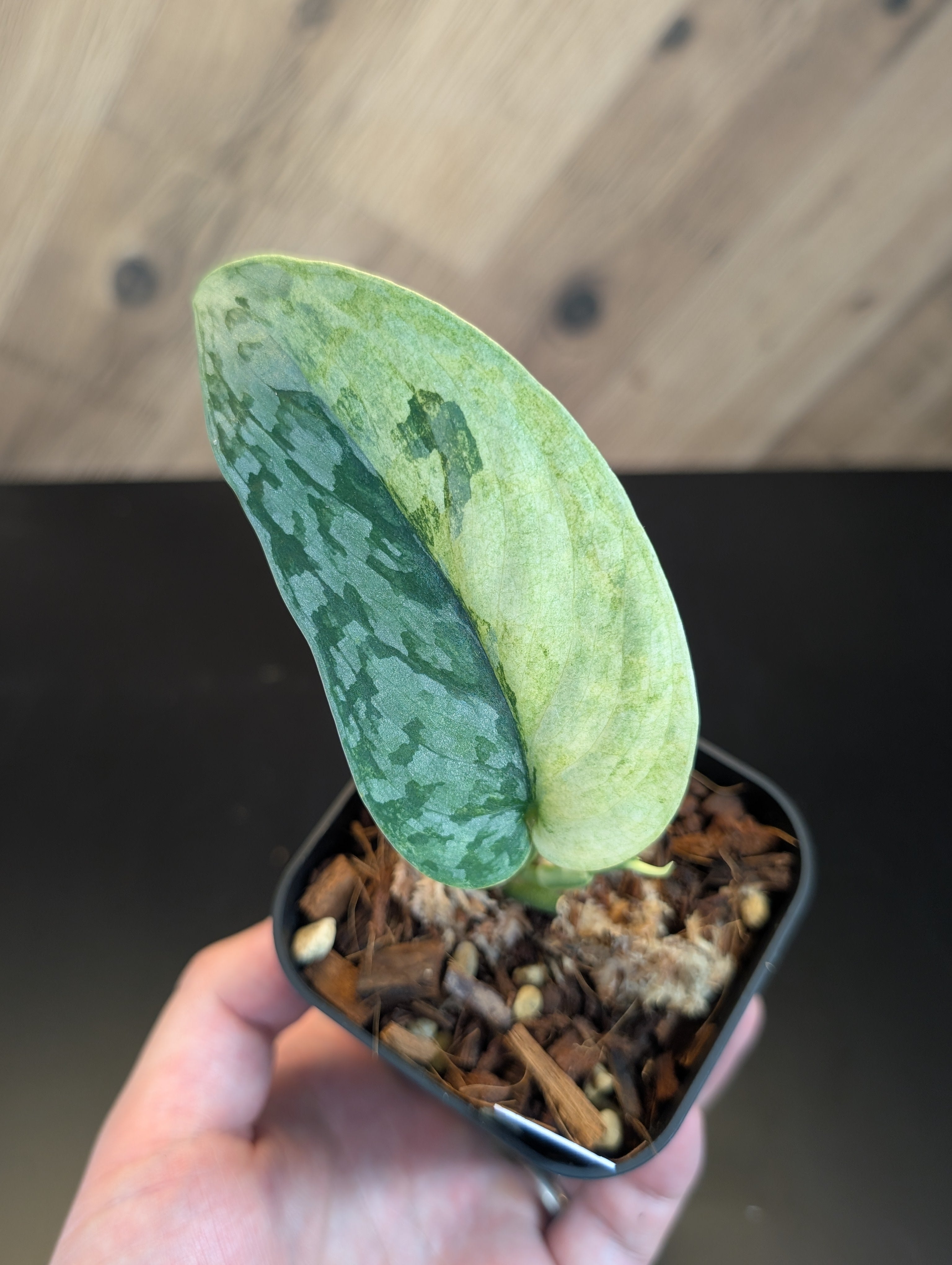 Nakayama Plants🌱スキンダプサス特化型の植物屋