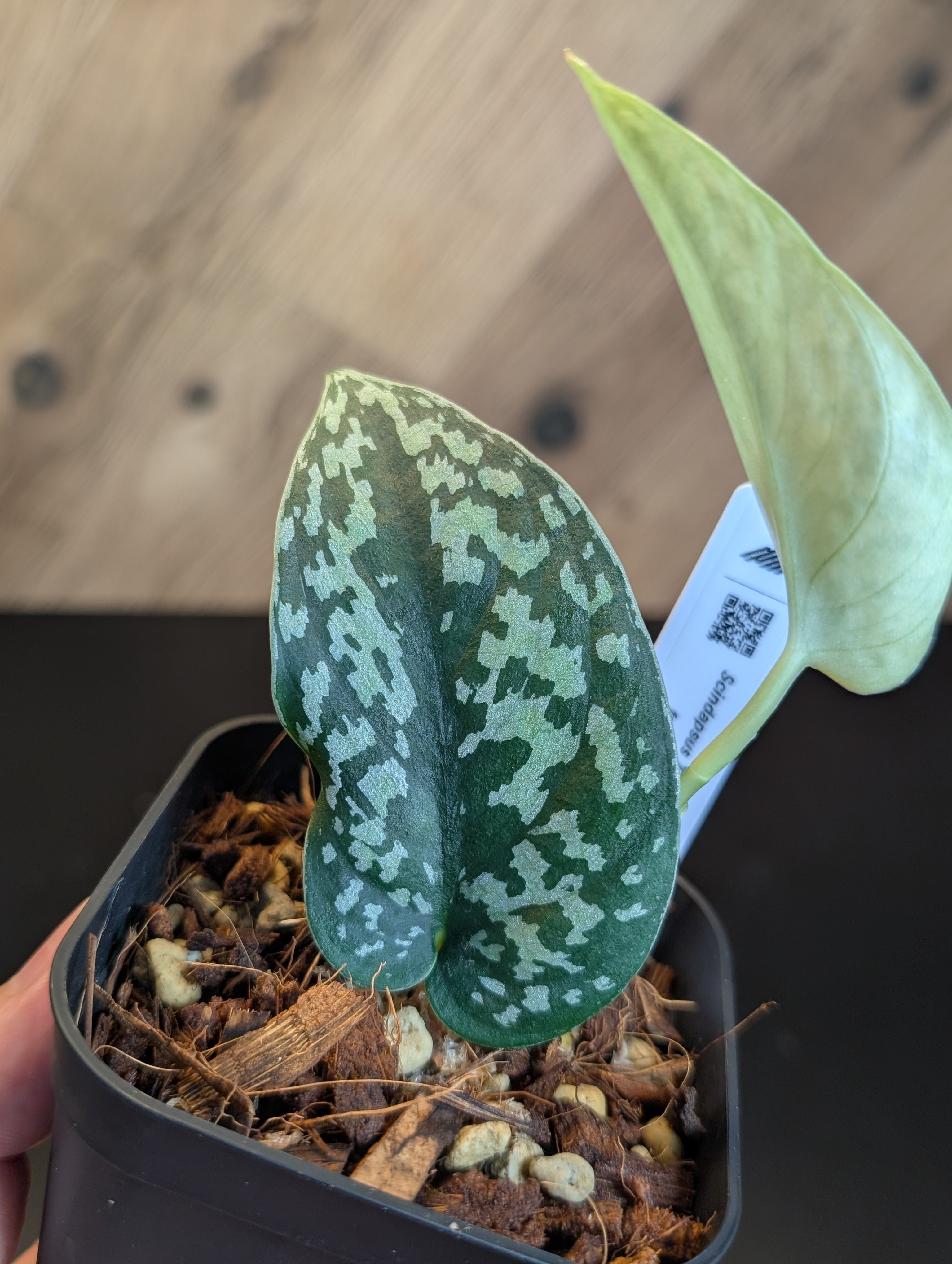 scindapsus green diamond ¥25,000 スキンダプサス グリーン