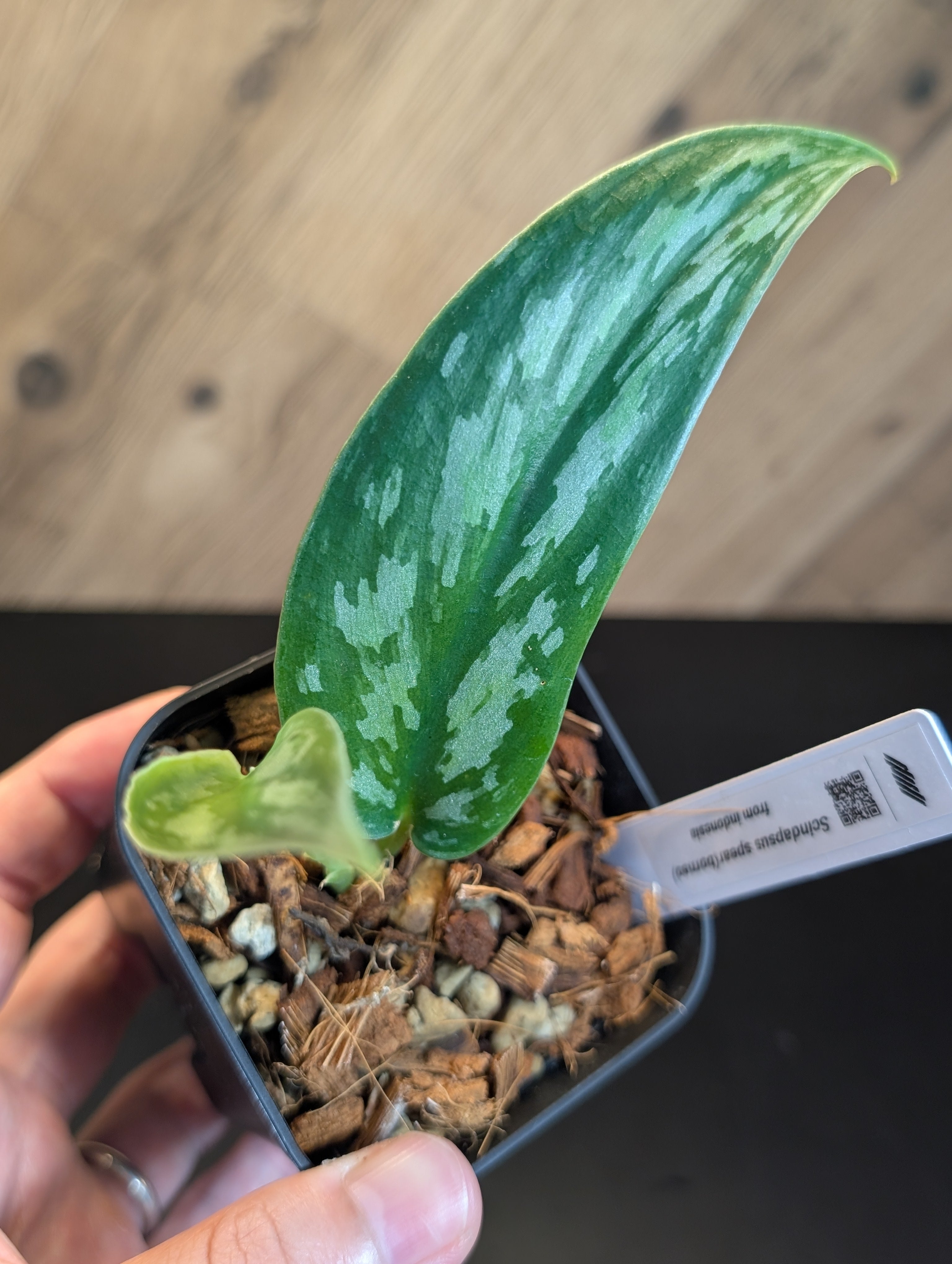 初売りセール – Plants All Page Nakayama-Plants – 2 その他観葉植物