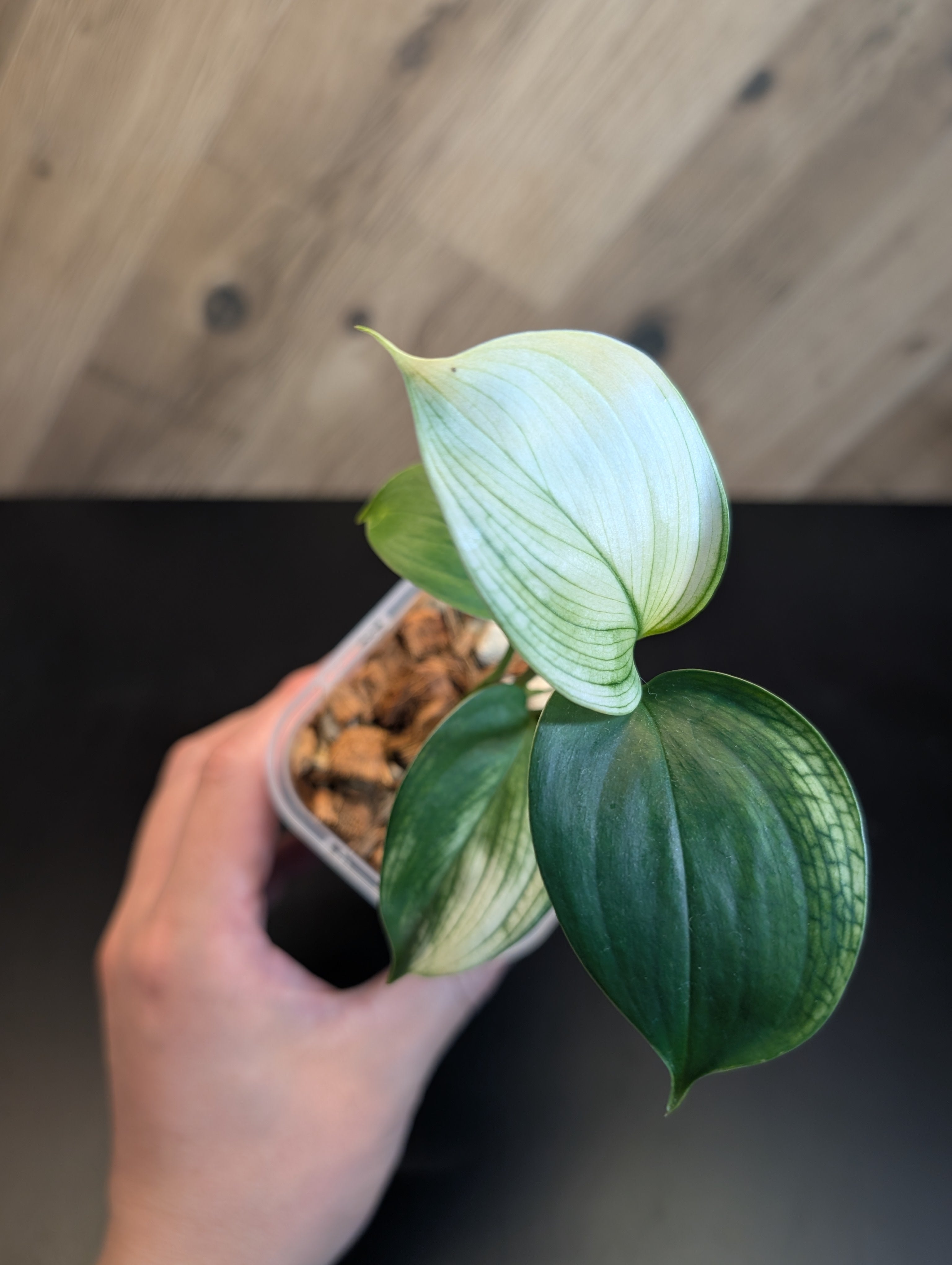 Nakayama Plants🌱スキンダプサス専門店🌱 | . Scindapsus
