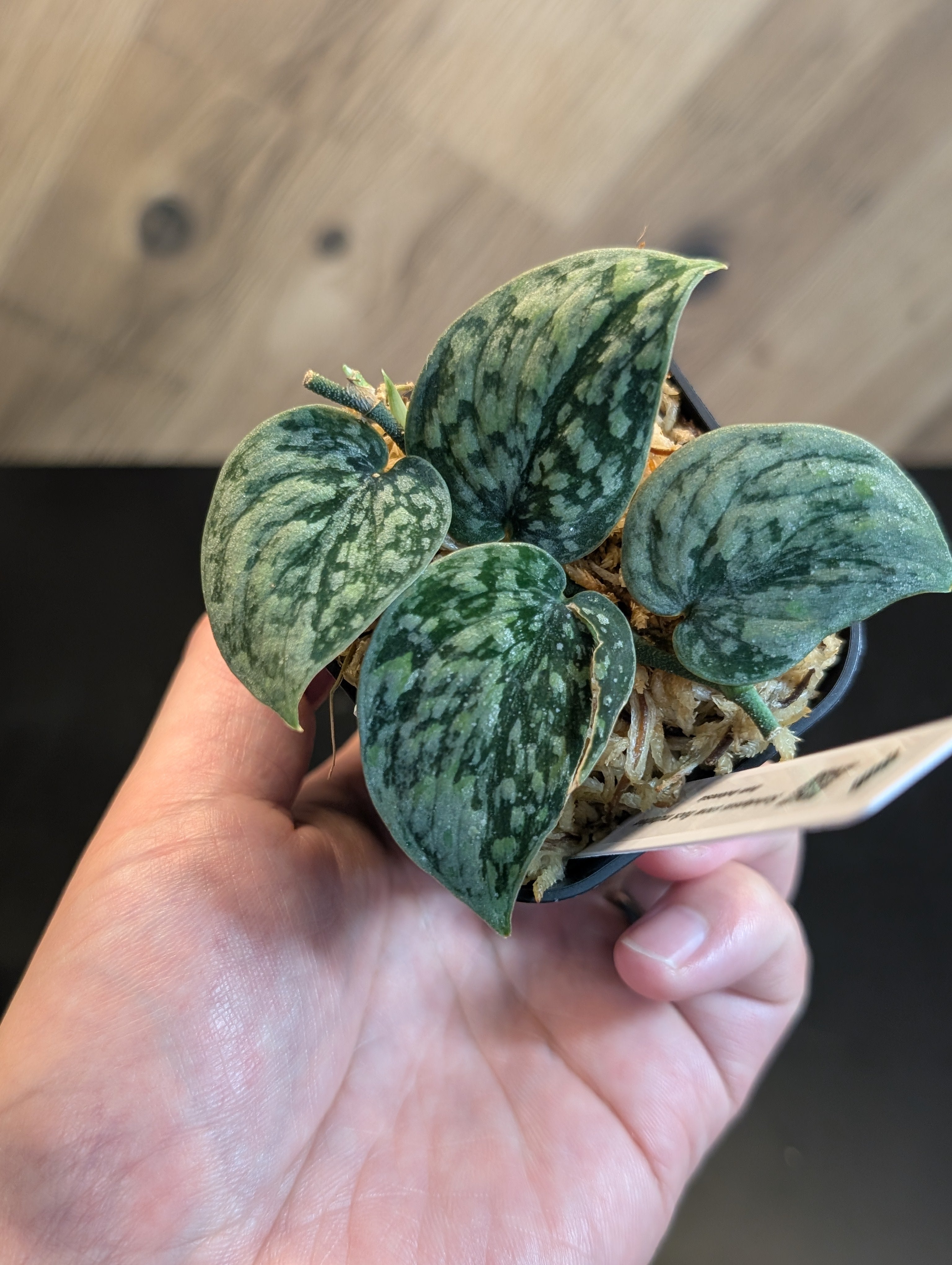 All Plants – Page 2 – Nakayama-Plants