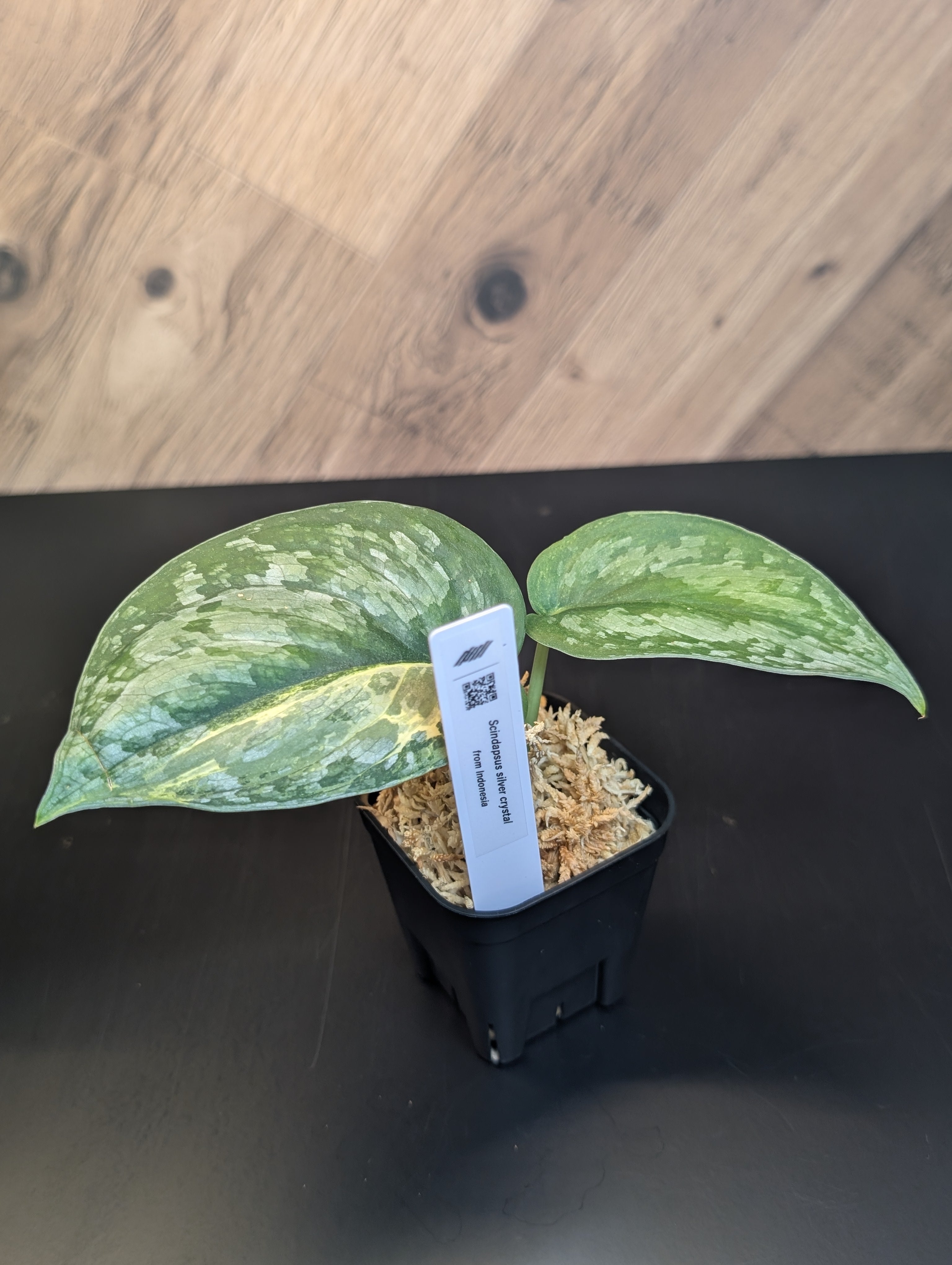 スキンダプサス　ユパ 🌱Scindapsus Yupa🌱 Yupa is characterized by its sparkling