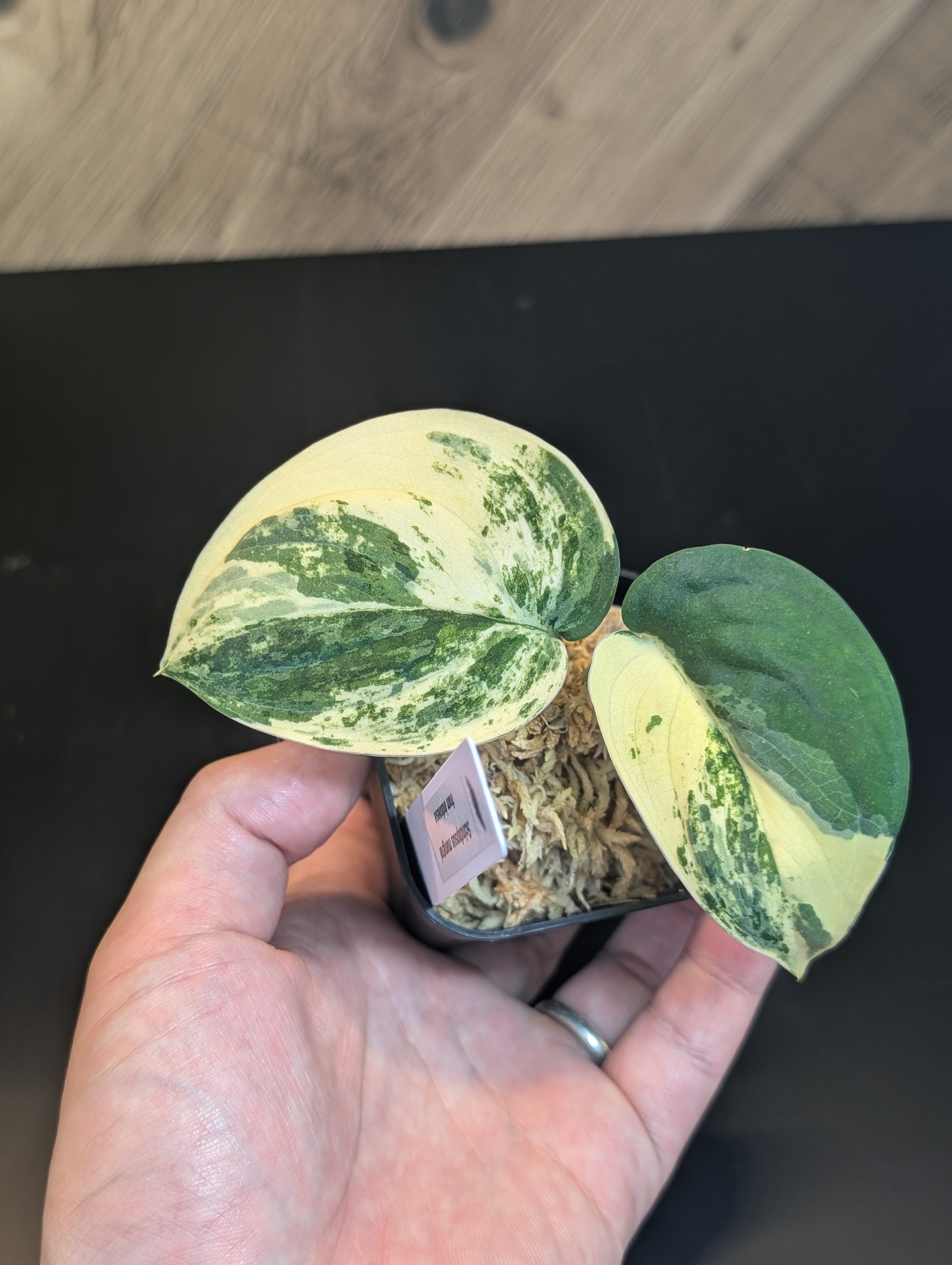 All Plants – Nakayama-Plants