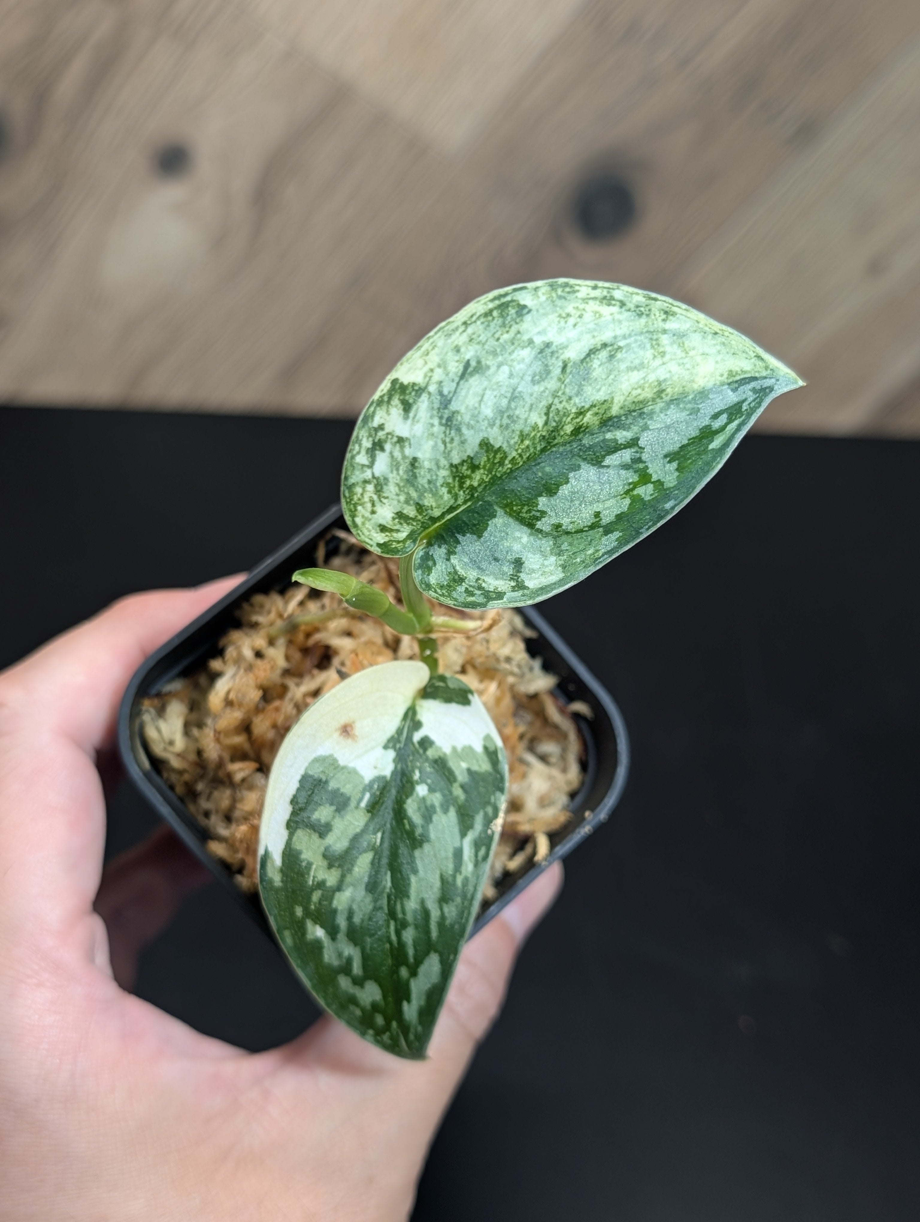 All Plants – Page 2 – Nakayama-Plants