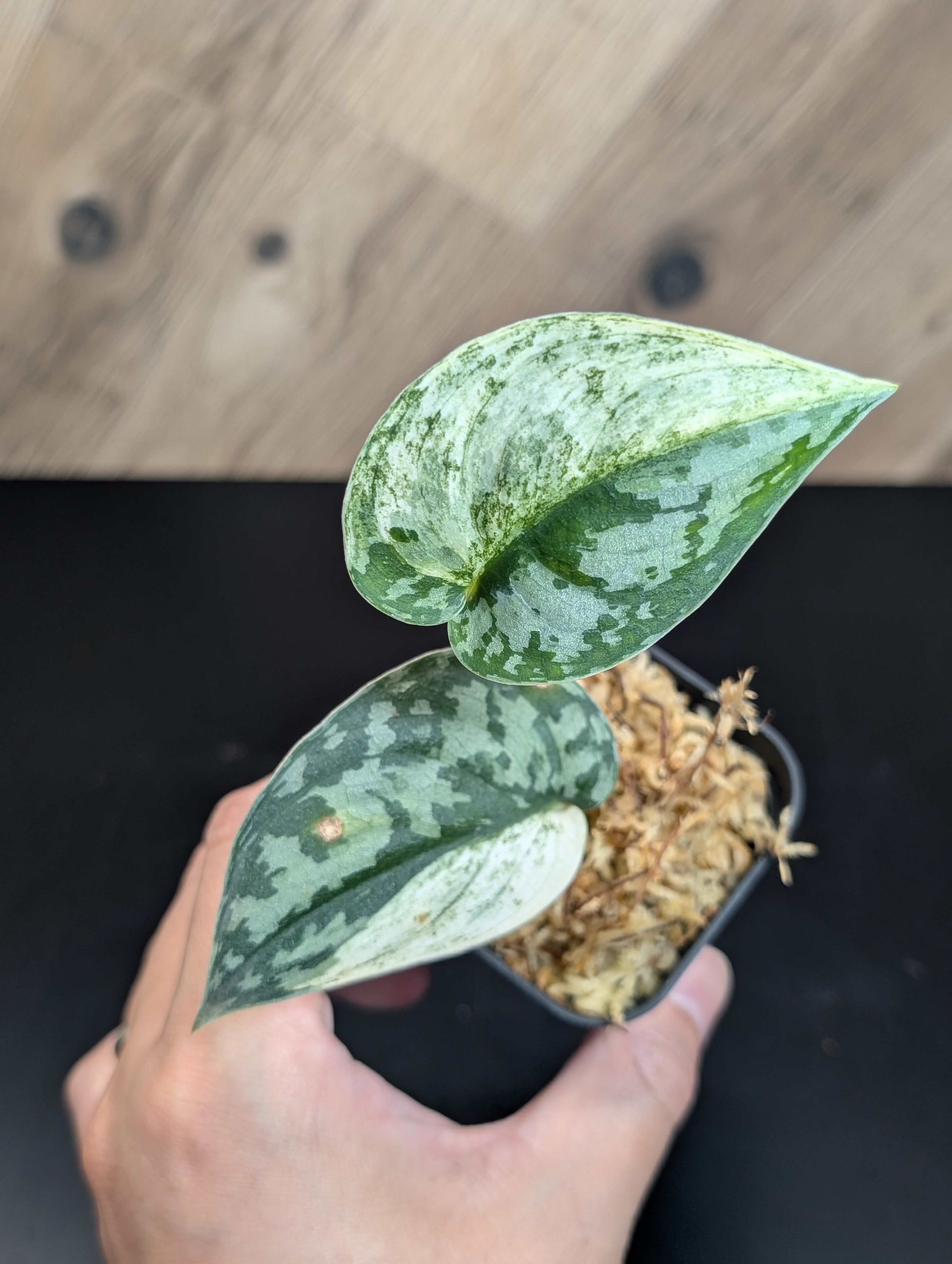 スキンダプサス　セット B1 All Plants – Page 2 – Nakayama-Plants