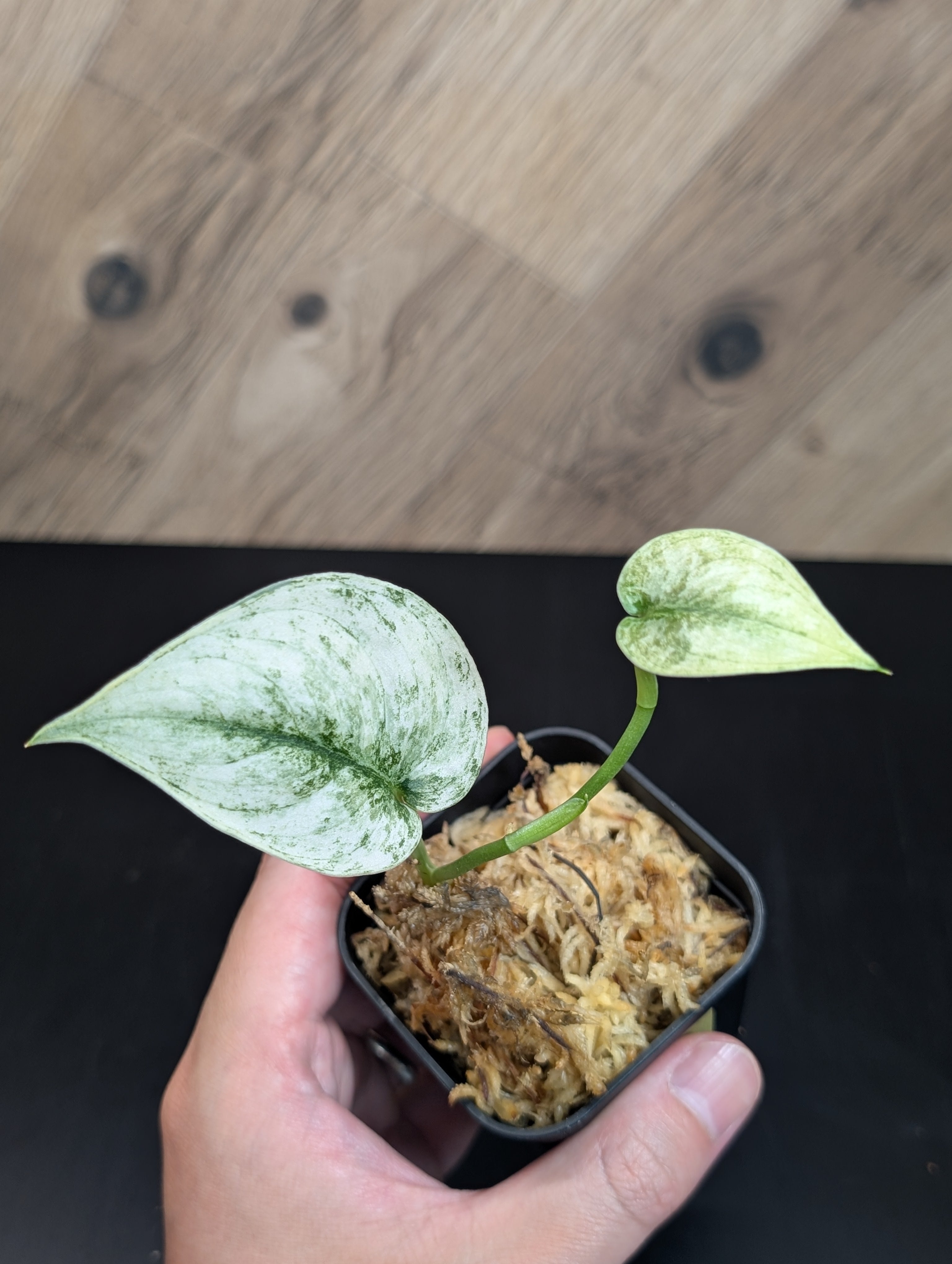 スキンダプサス　セット B1 All Plants – Nakayama-Plants