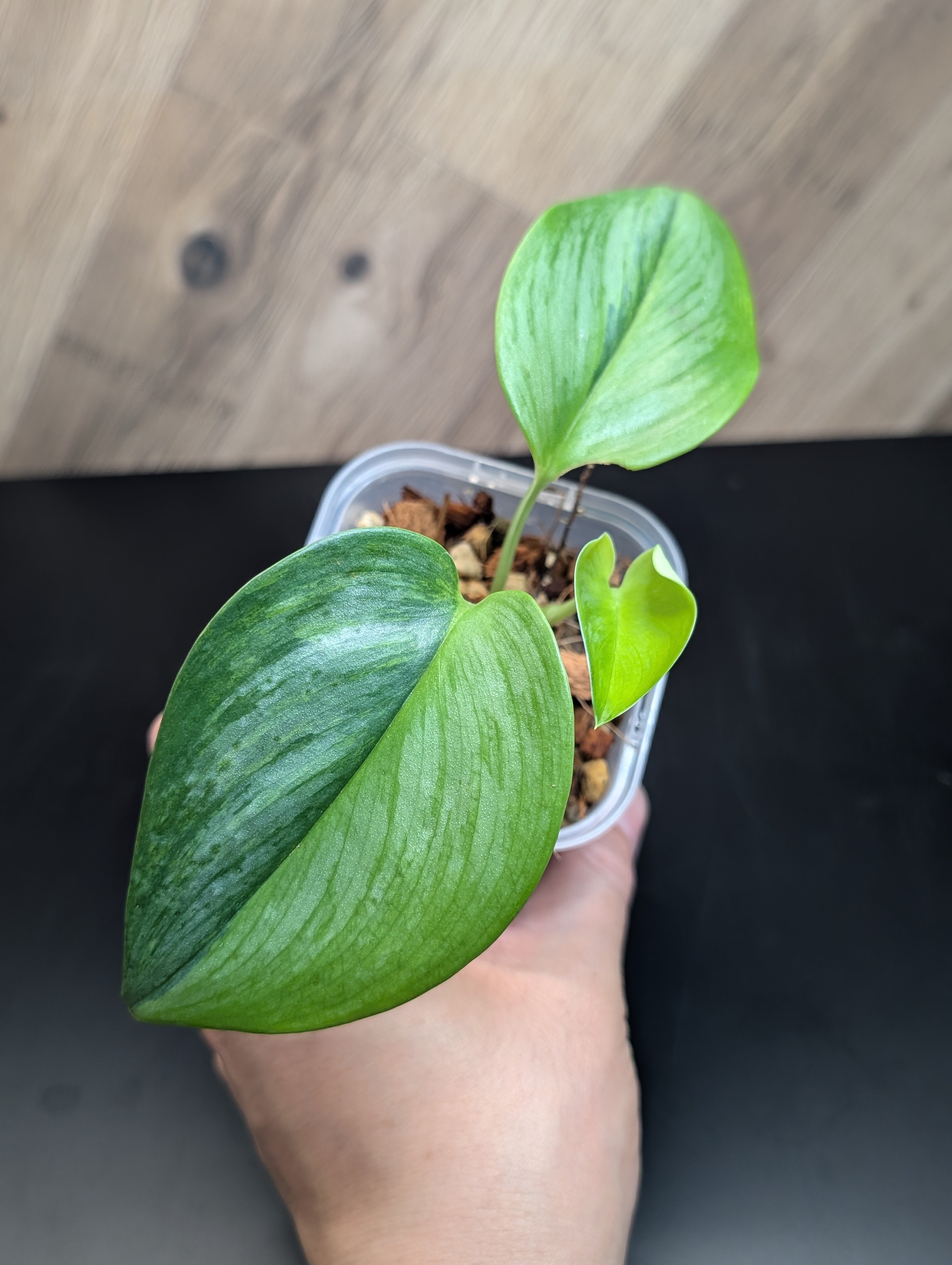 All Plants – Page 2 – Nakayama-Plants