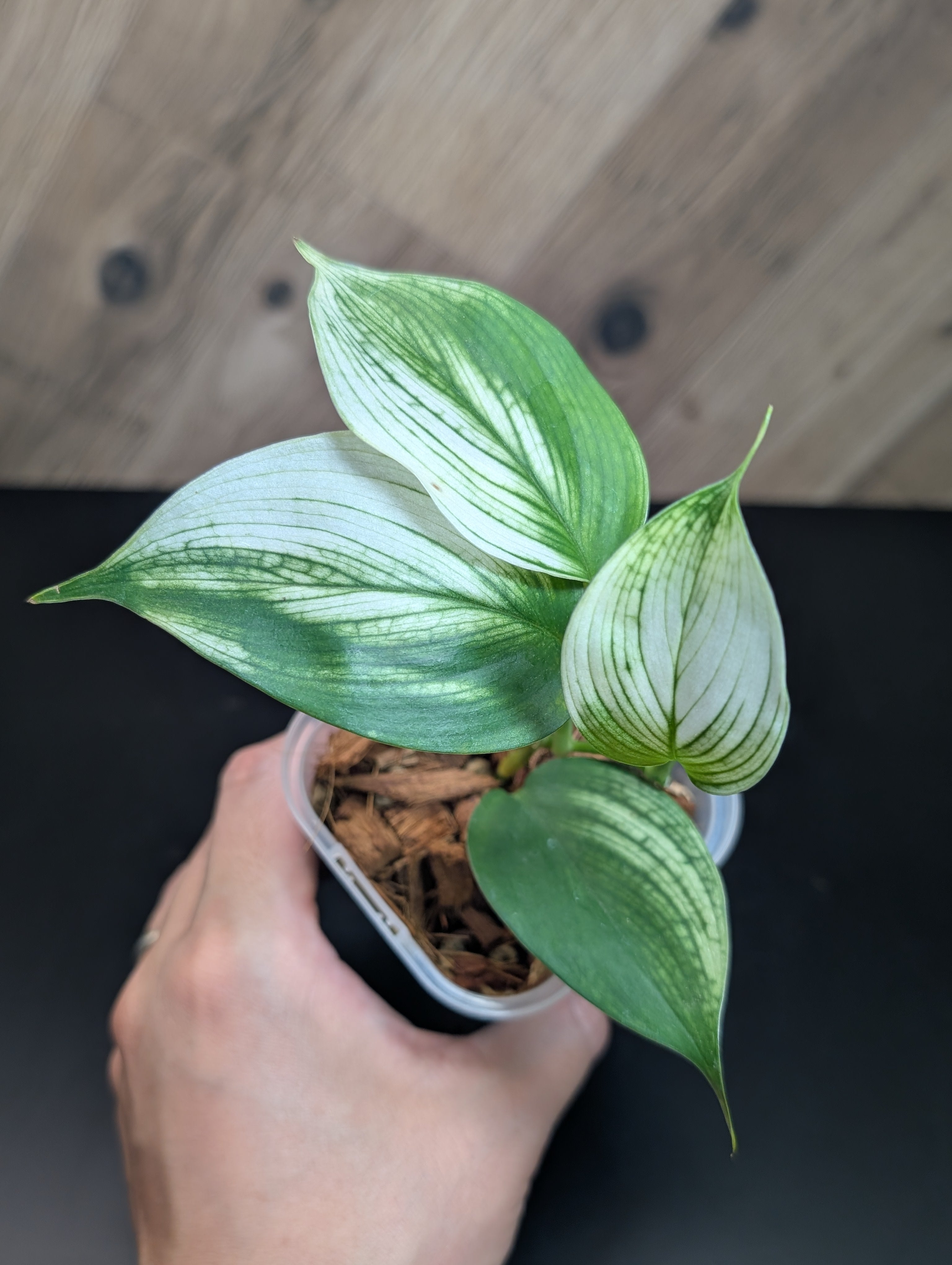All Plants – Page 2 – Nakayama-Plants