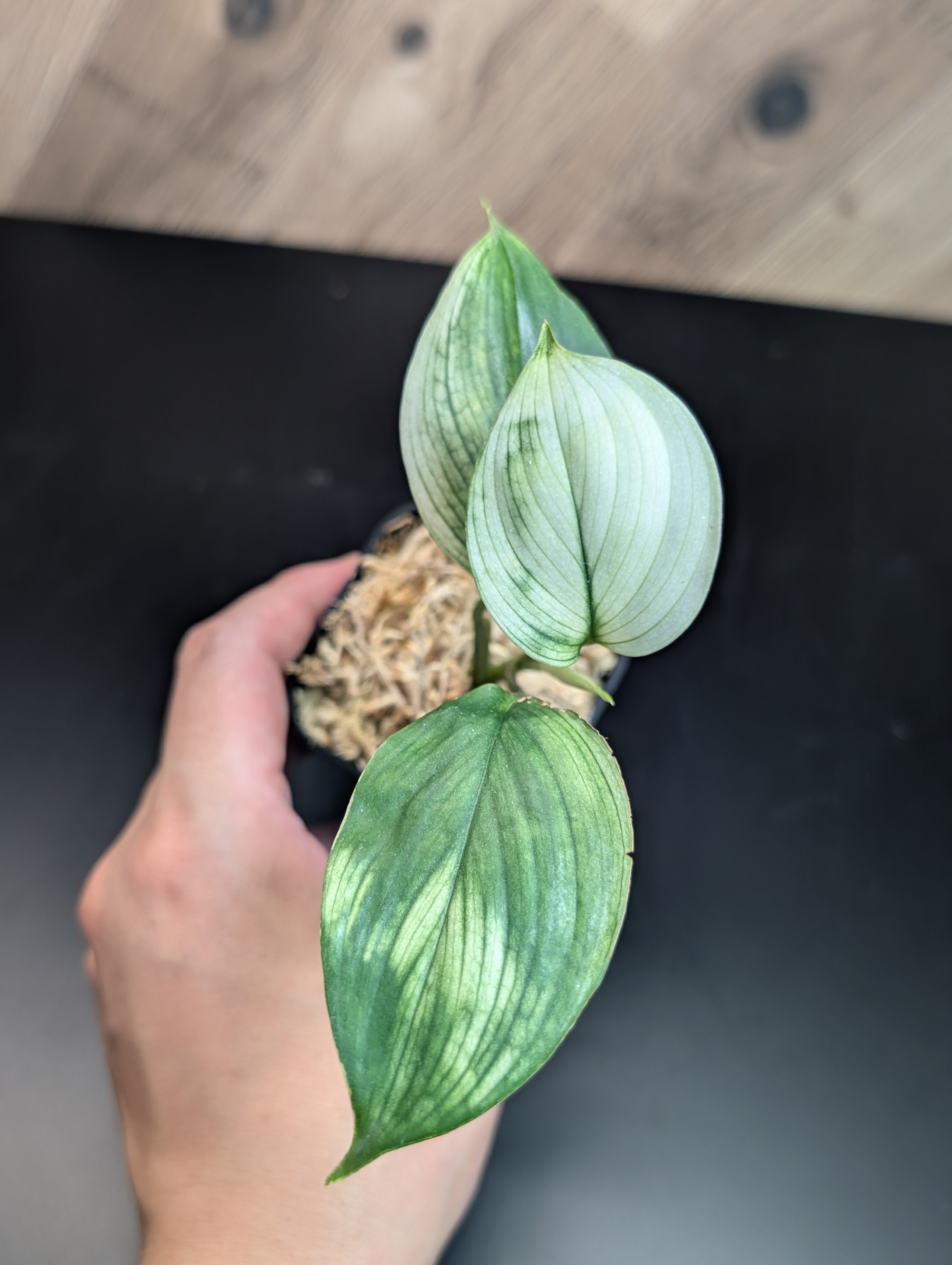 スキンダプサス　セット B1 All Plants – Page 2 – Nakayama-Plants
