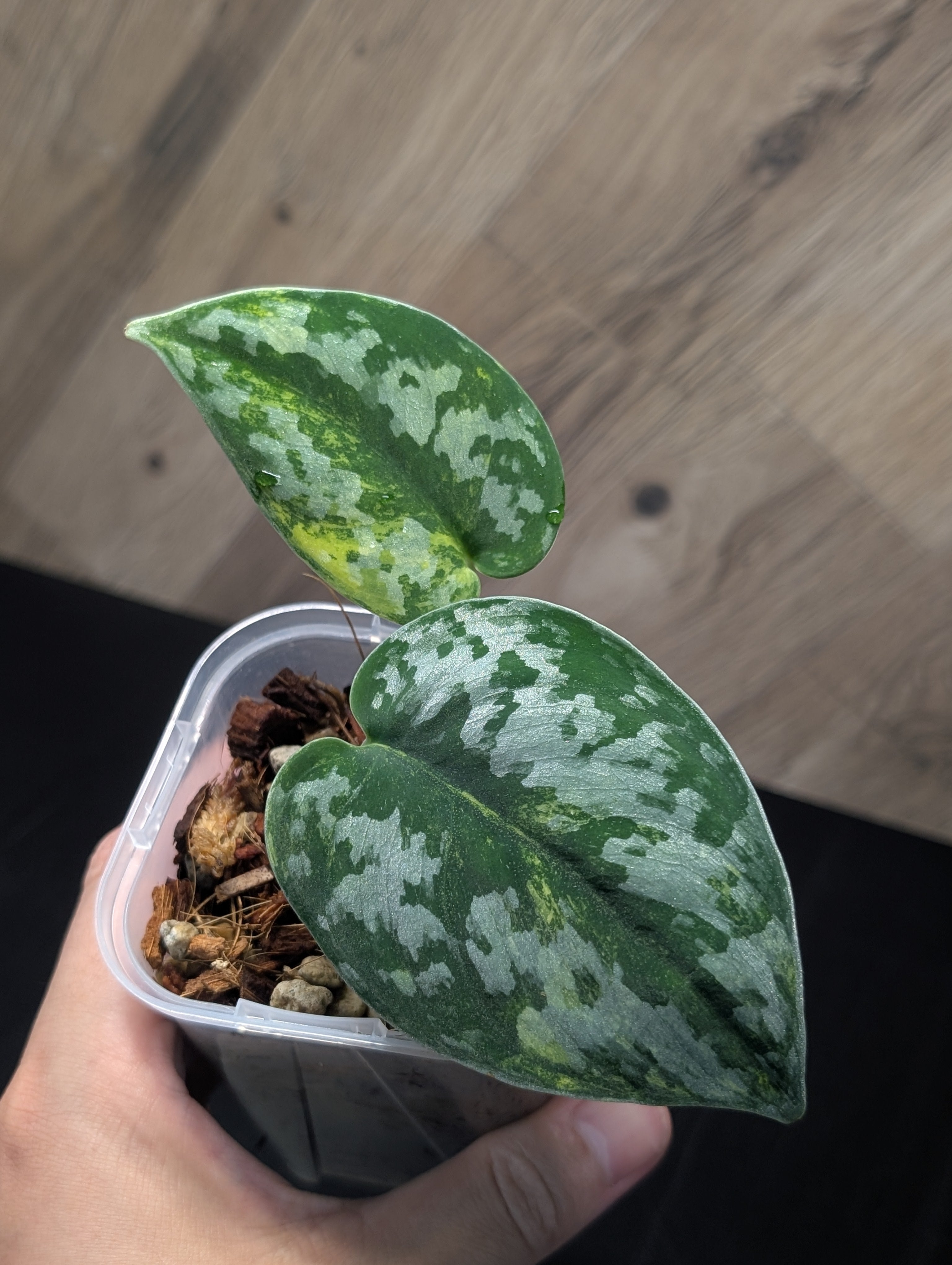 All Plants – Page 2 – Nakayama-Plants