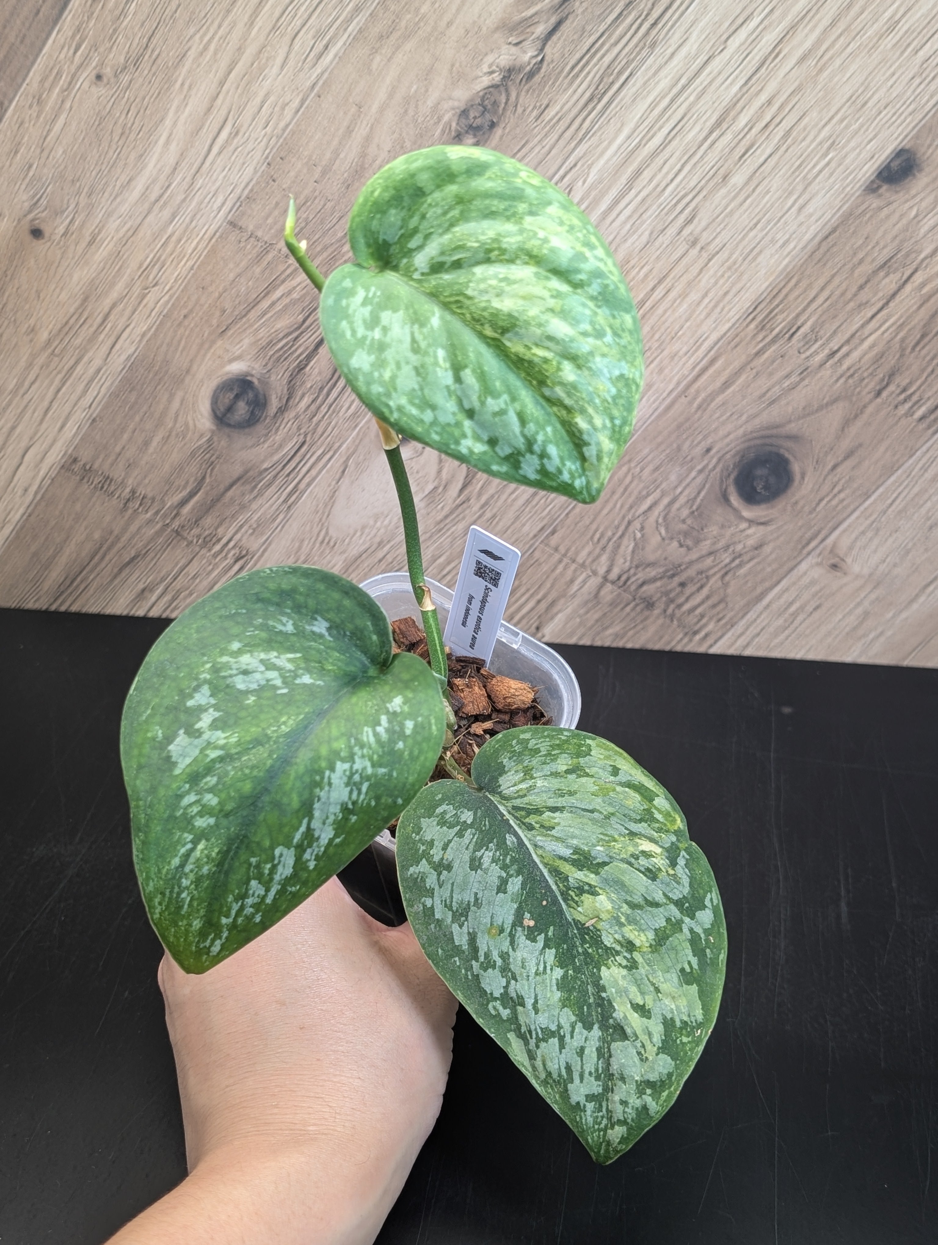 スキンダプサス　マハリカ　2 All Plants – Page 2 – Nakayama-Plants
