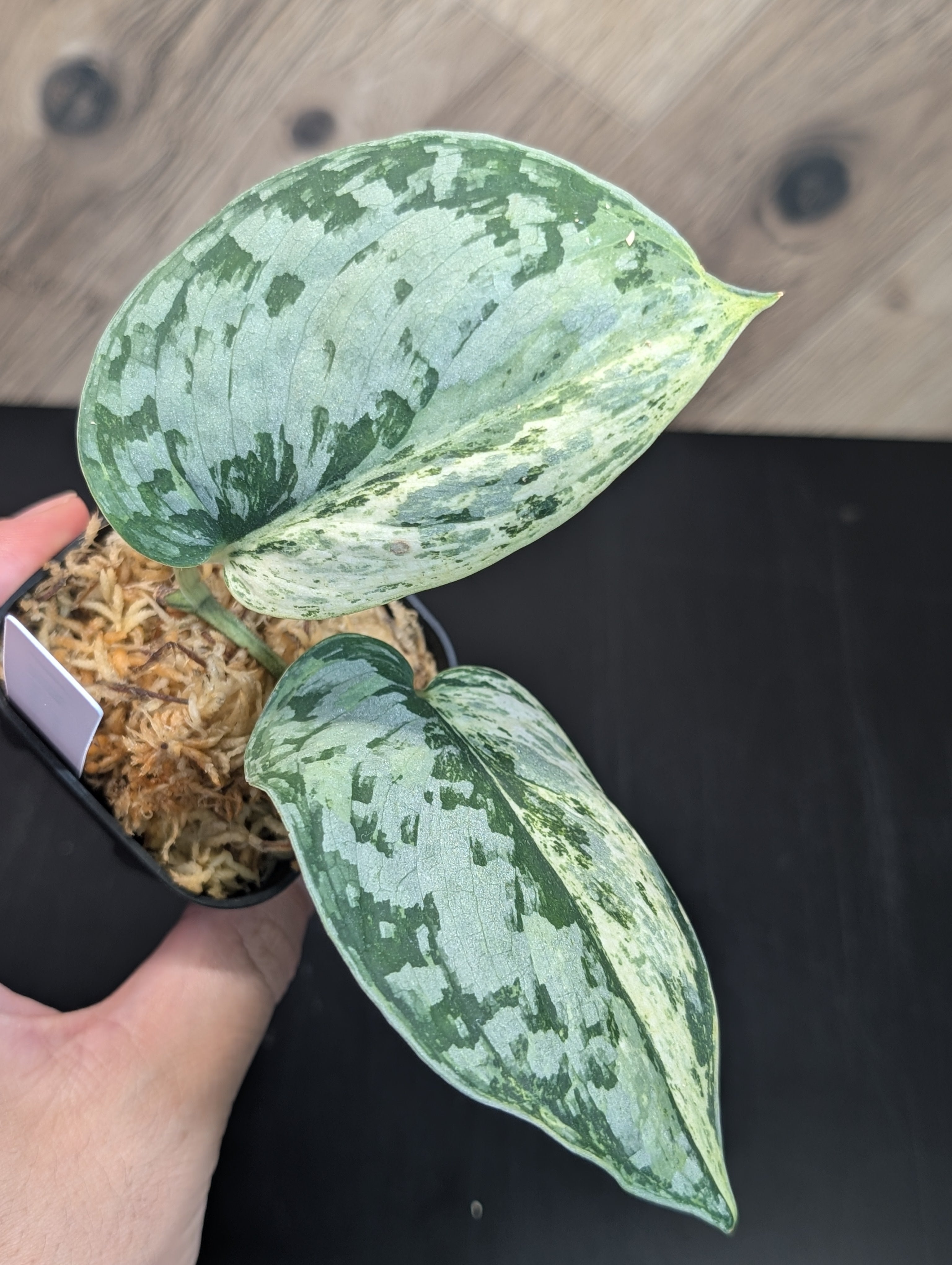 All Plants – Page 2 – Nakayama-Plants