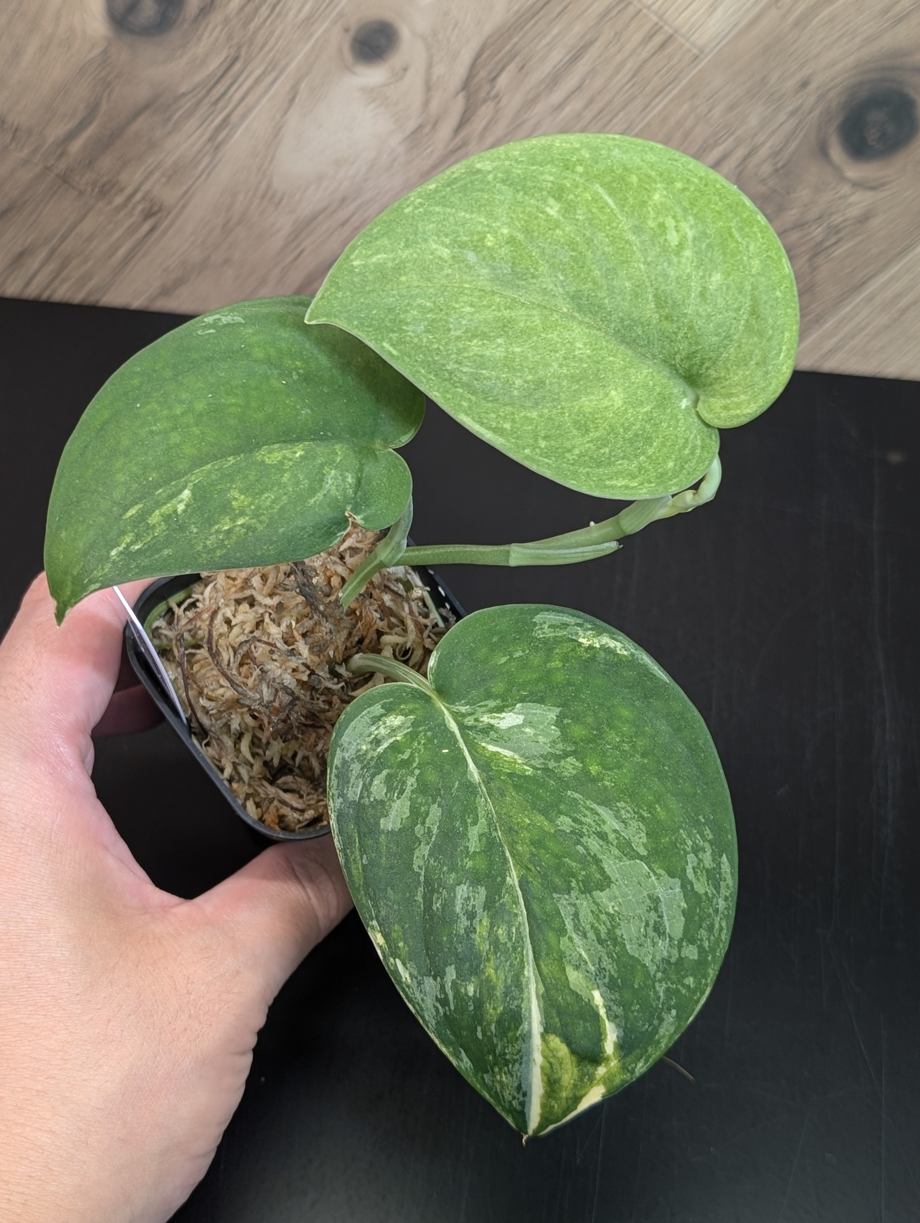 All Plants – Page 2 – Nakayama-Plants
