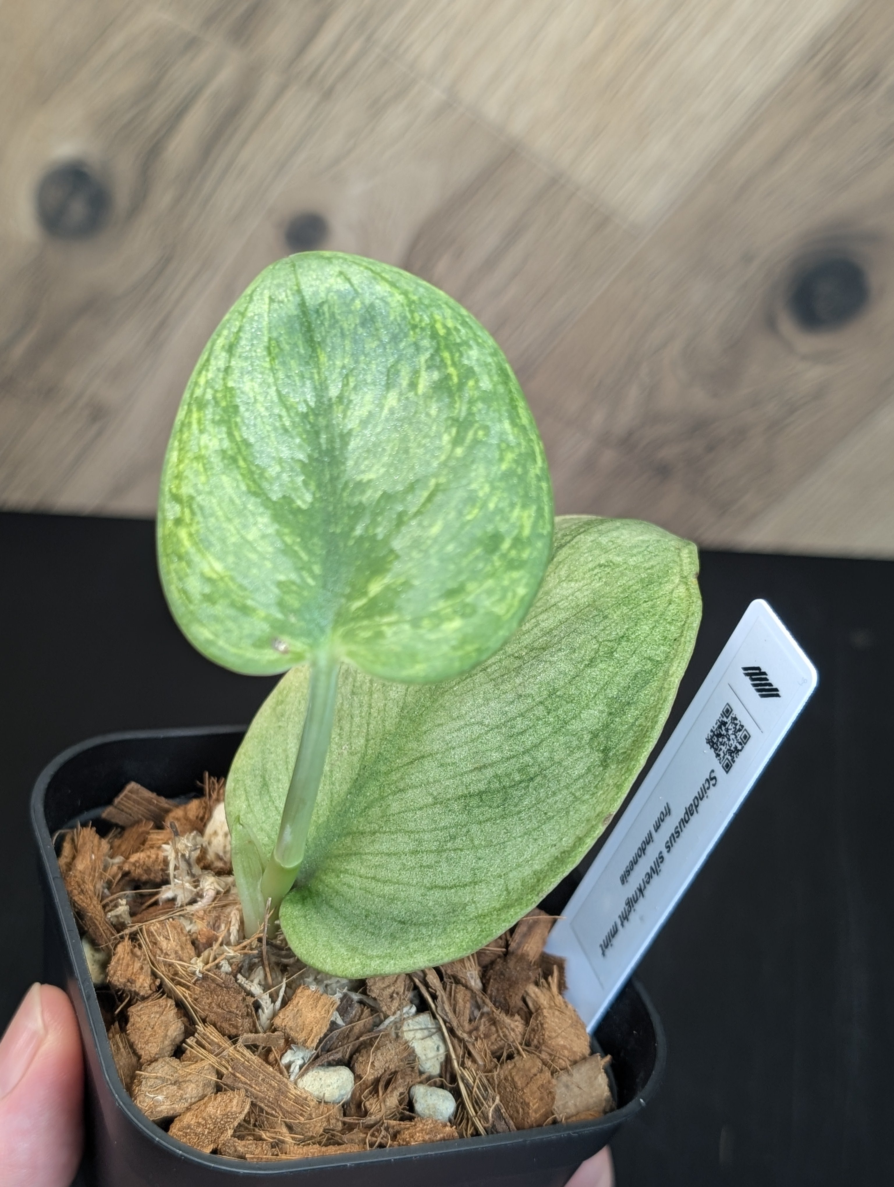 All Plants – Page 2 – Nakayama-Plants