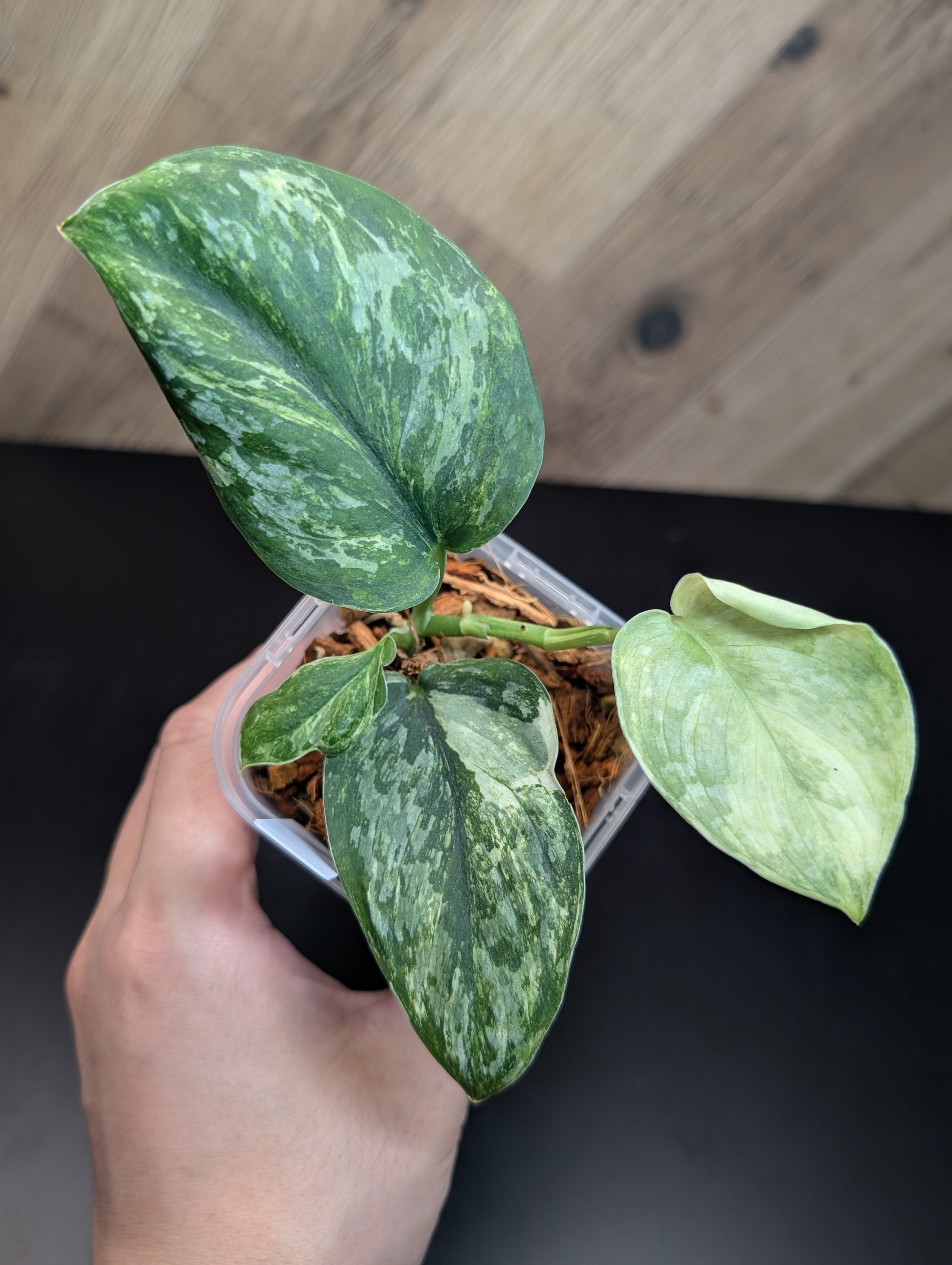 スキンダプサス　セット　B1 スキンダプサス セット B1 その他観葉植物