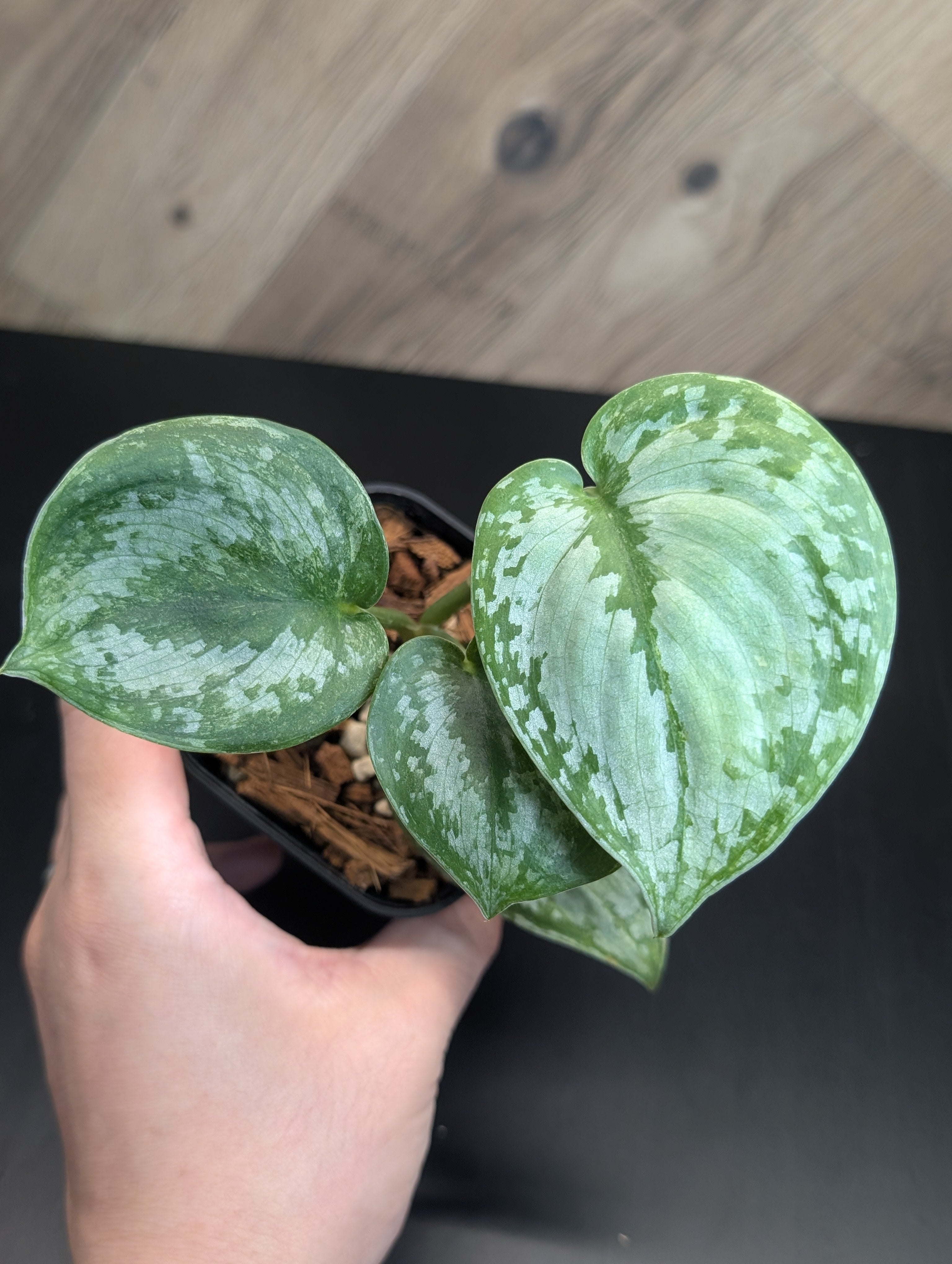 All Plants – Page 2 – Nakayama-Plants