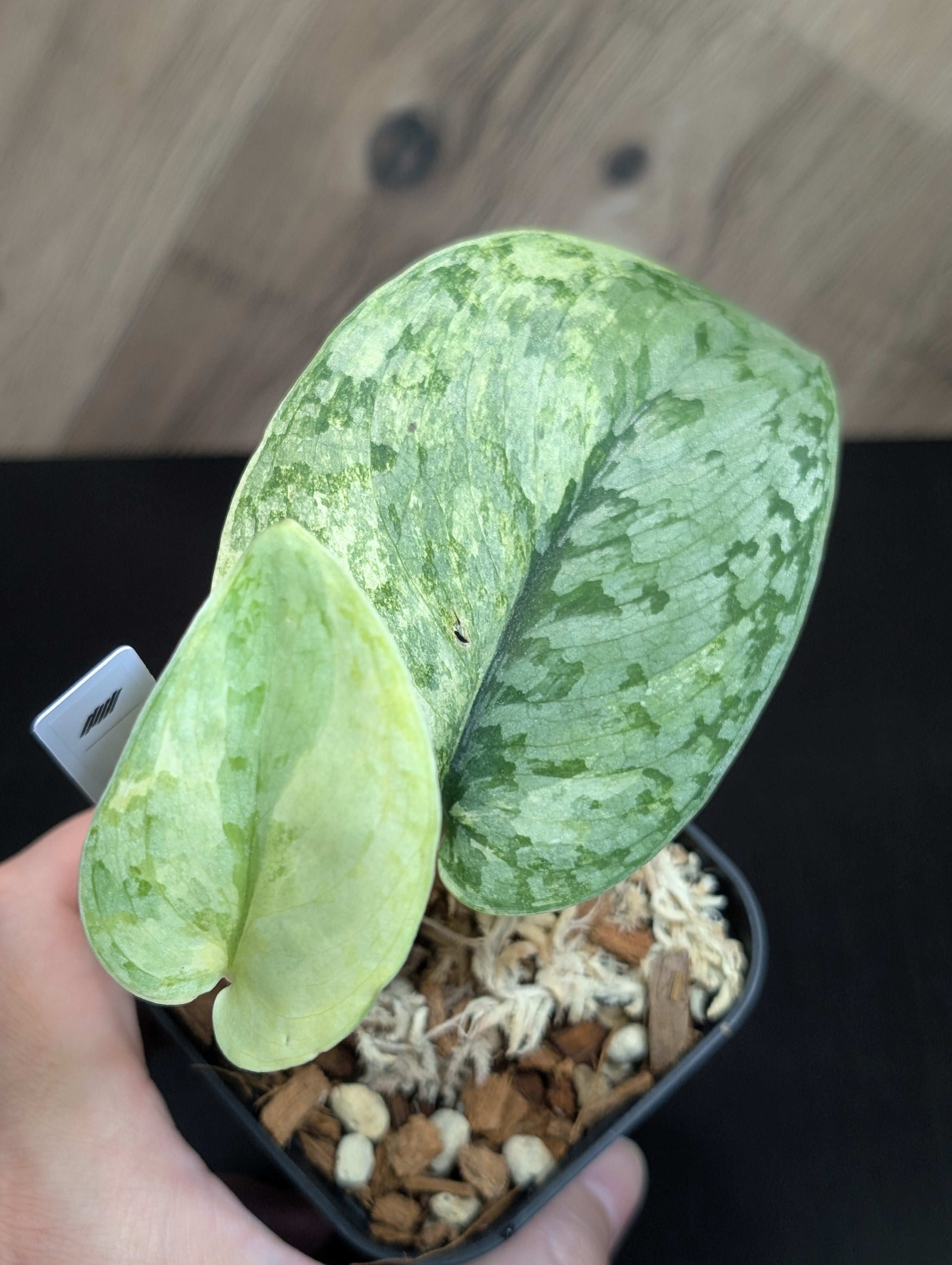 All Plants – Nakayama-Plants