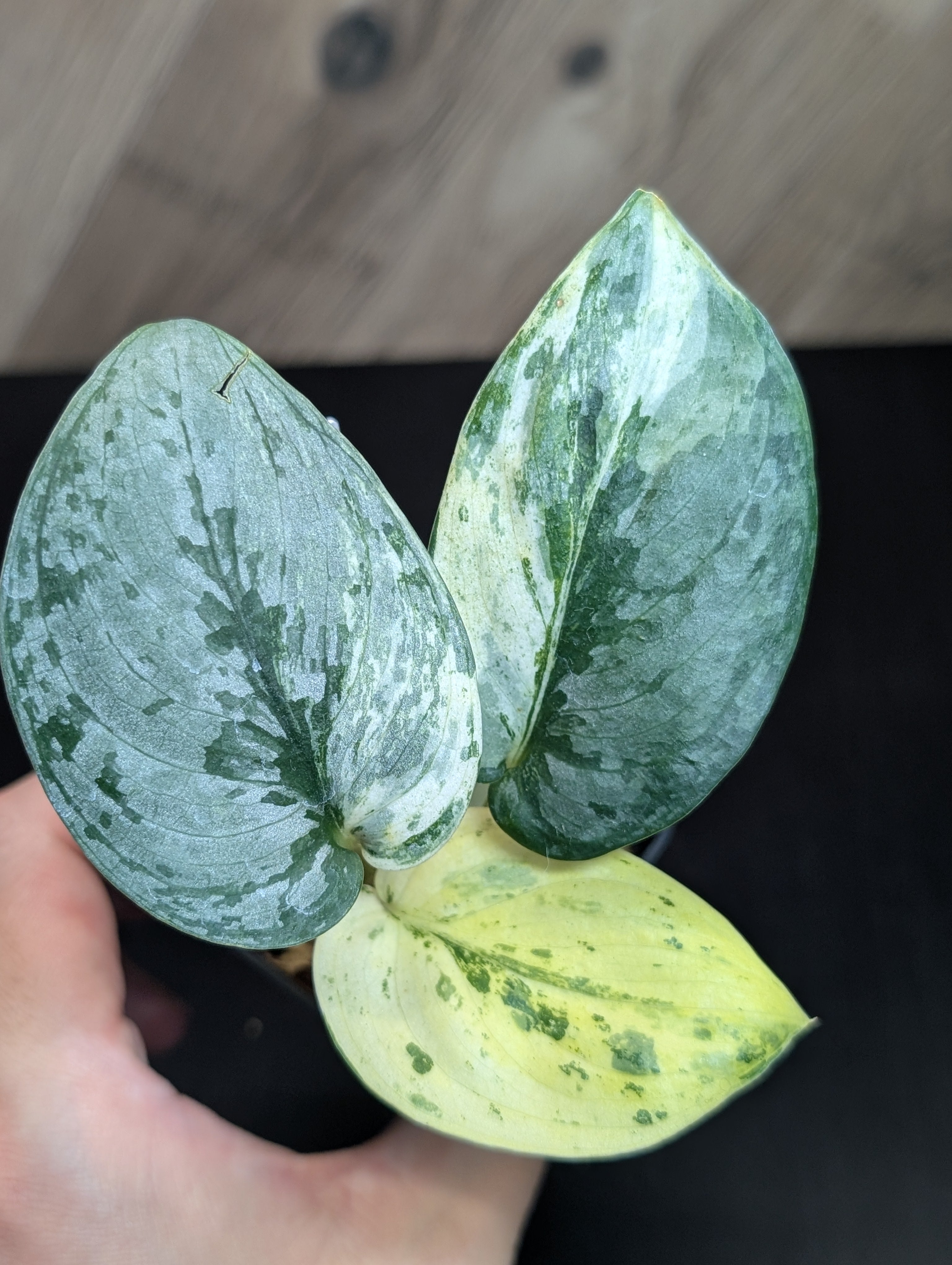 All Plants – Nakayama-Plants