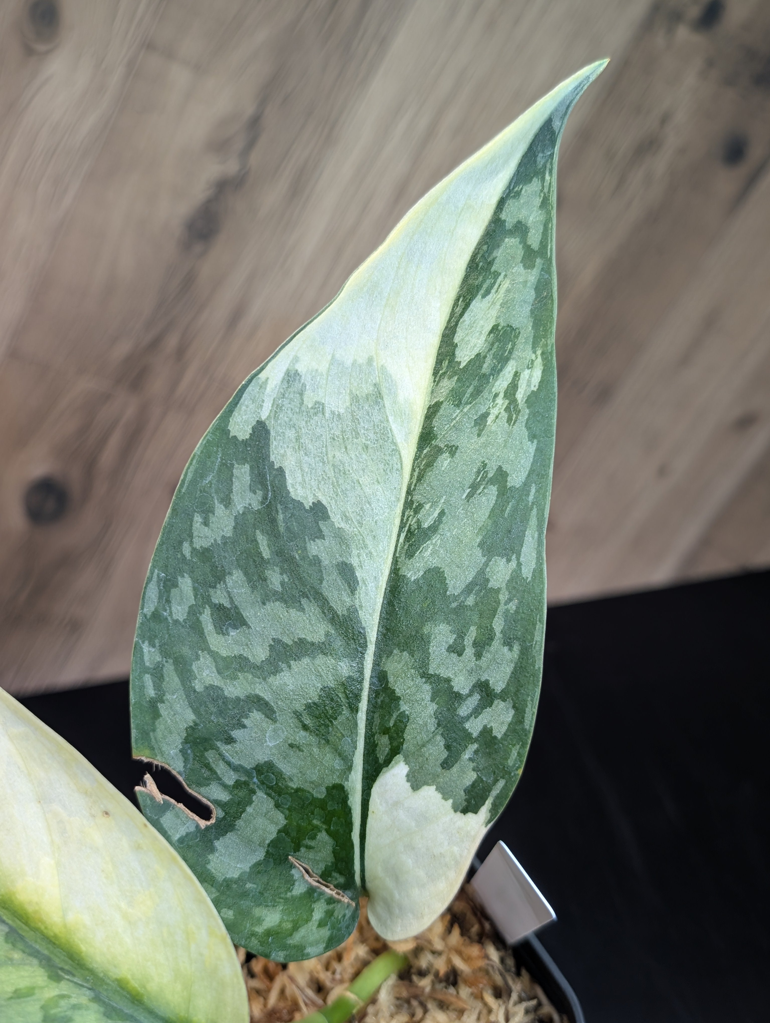 【特価】Scindapsus Lakambini スキンダプサス　ラカンビニ スキンダプサス ラカンビニA （フィリピン） – Nakayama-Plants