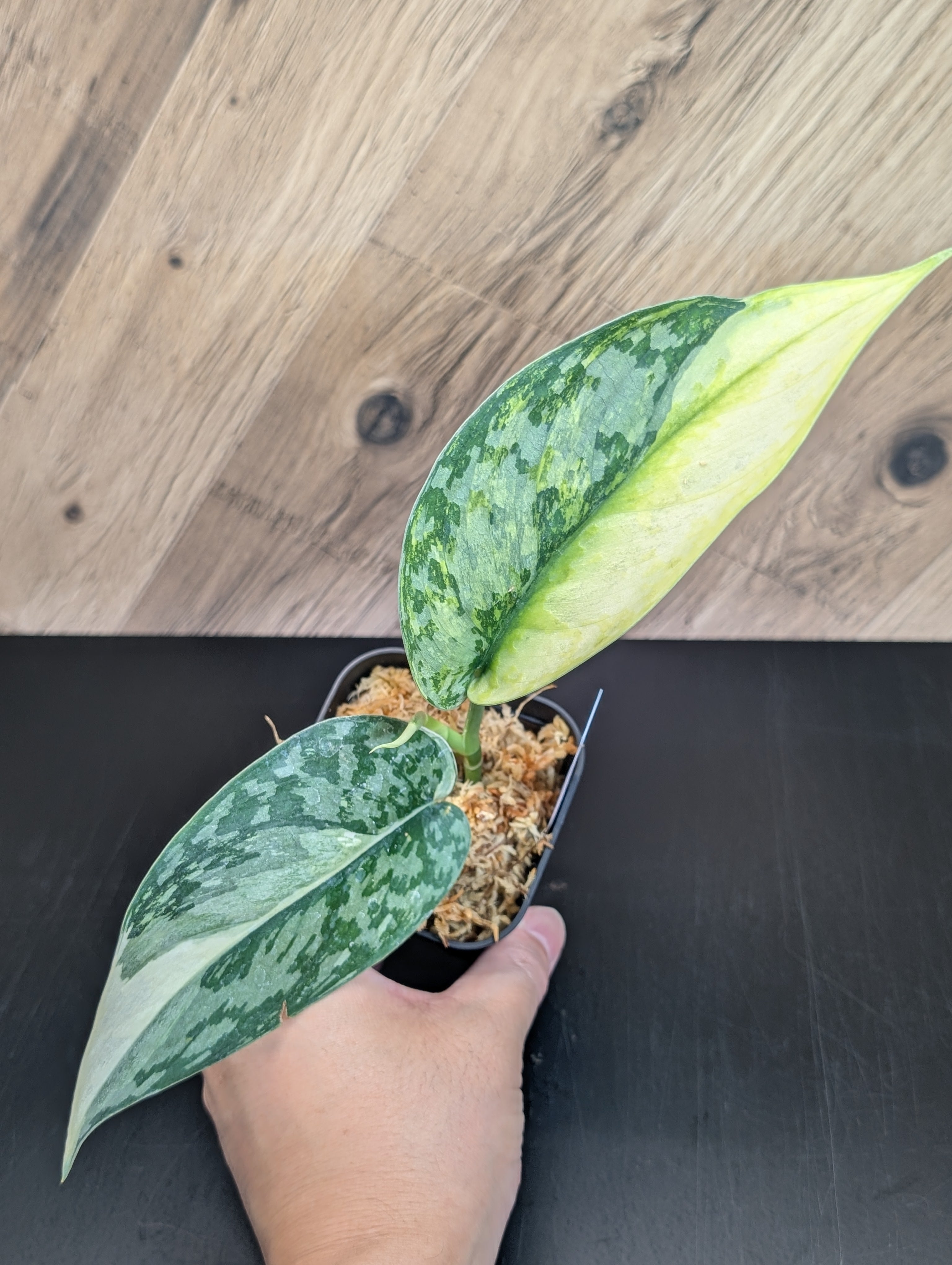 All Plants – Nakayama-Plants