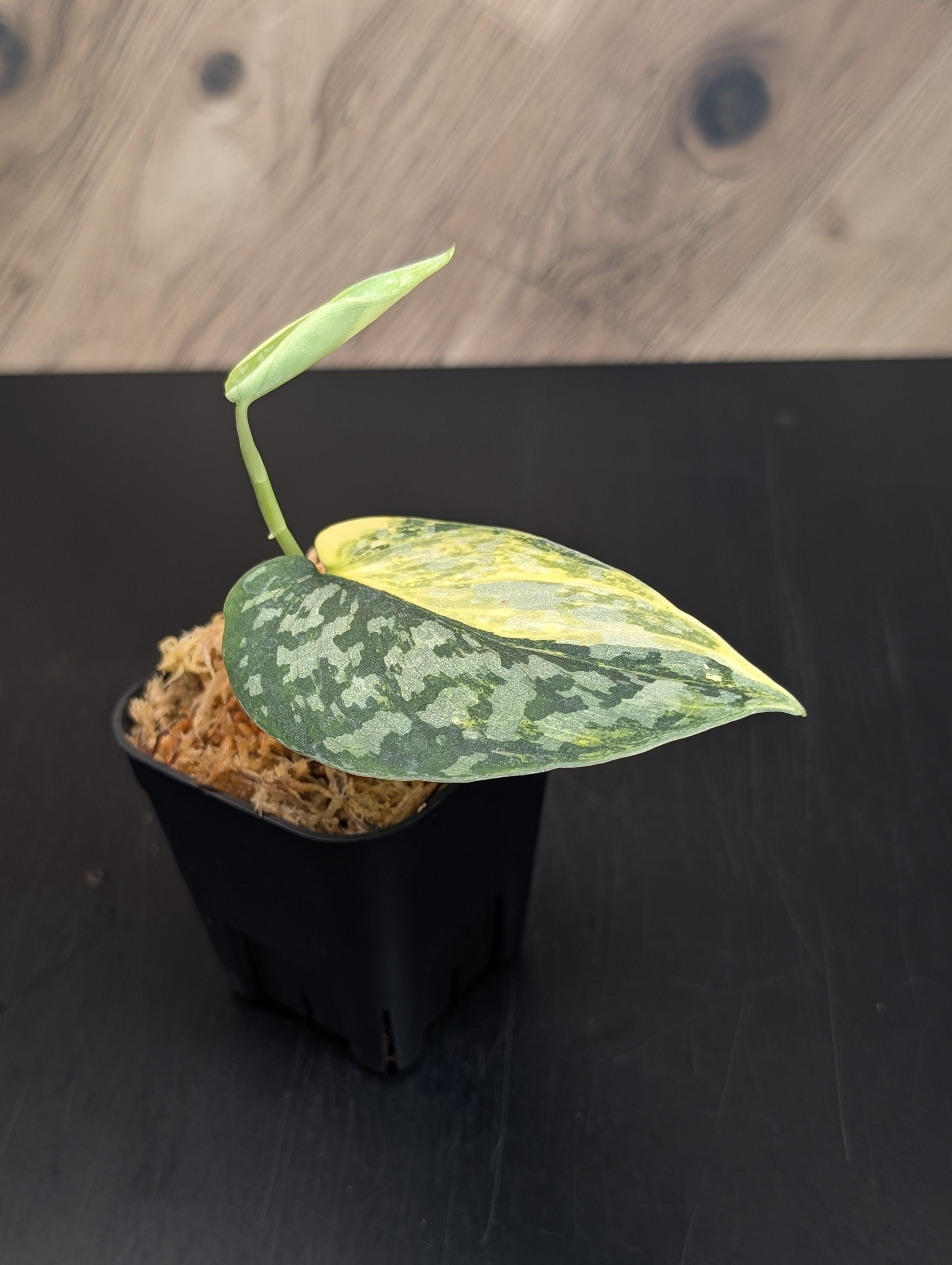 スキンダプサス アポラキ A （フィリピン） – Nakayama-Plants