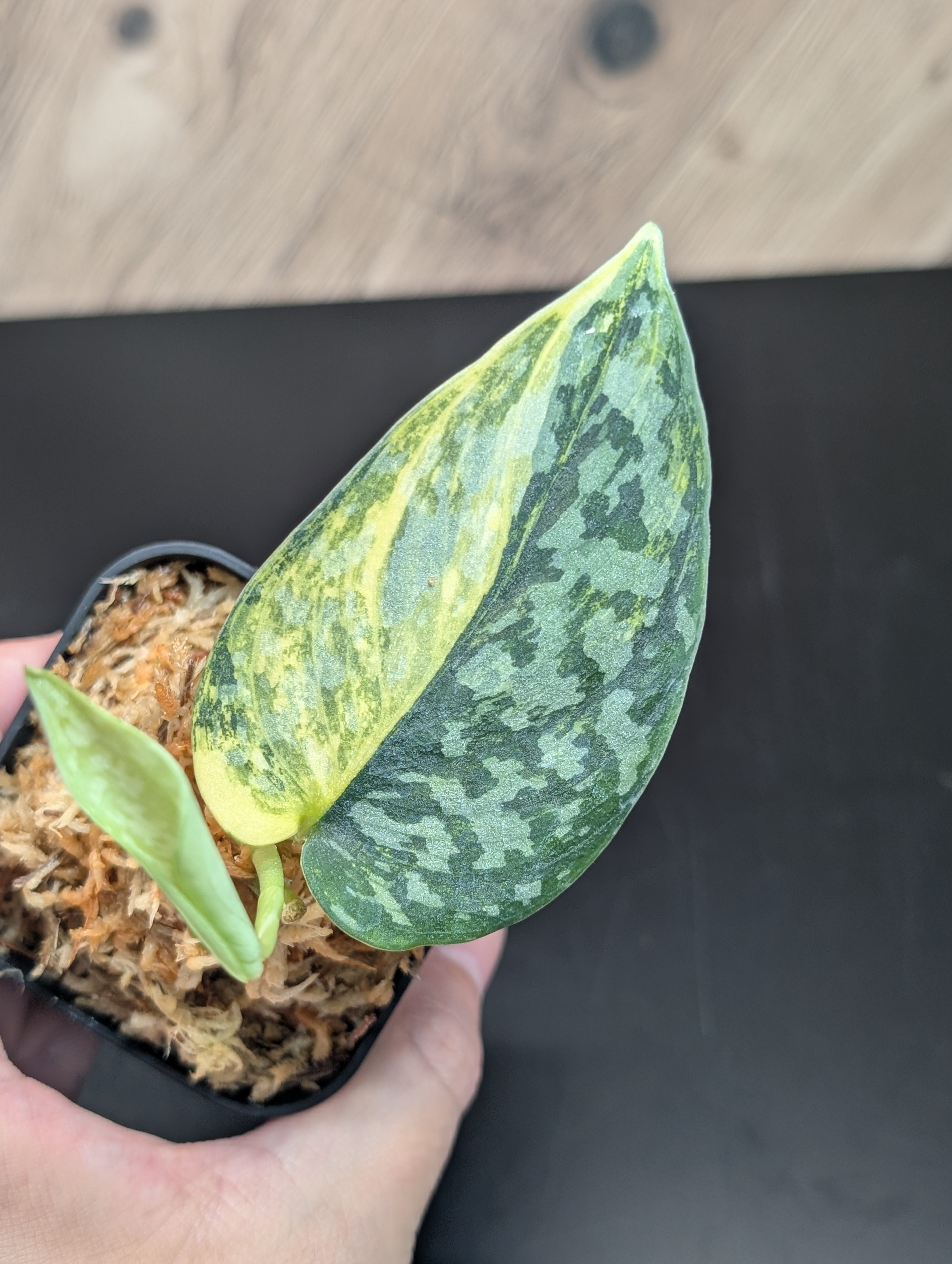 スキンダプサス　アポラキ　 A1 スキンダプサス アポラキ A （フィリピン） – Nakayama-Plants