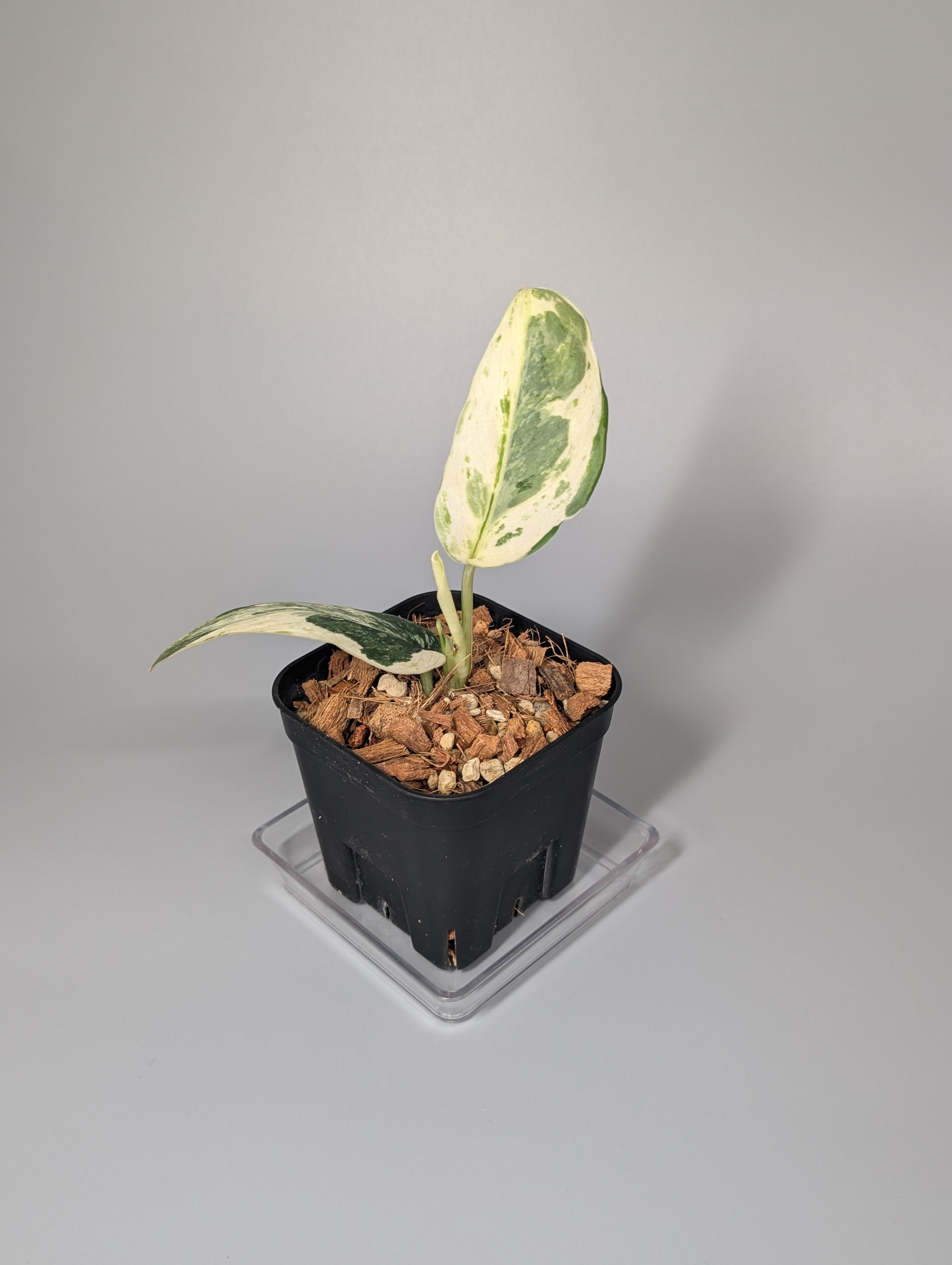 商品 – Page 7 – Nakayama-Plants