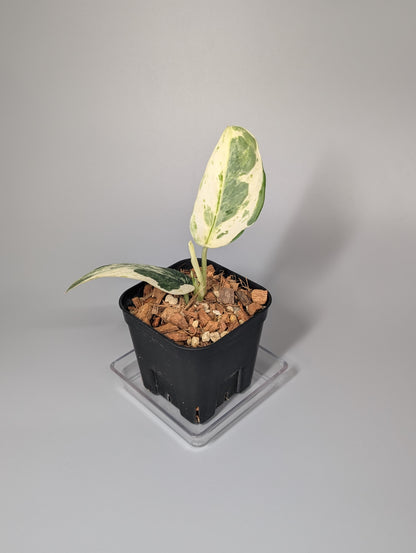 スキンダプサス パラヒヤンガン トリカラー  / Scindapsus parahyangan tricolor  (050a)