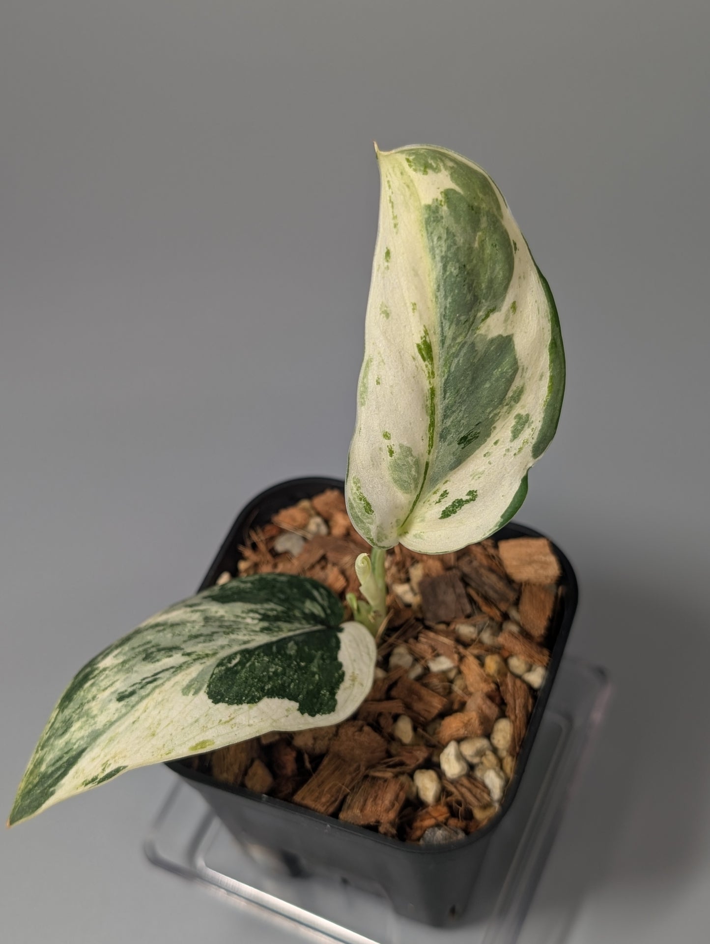 スキンダプサス パラヒヤンガン トリカラー  / Scindapsus parahyangan tricolor  (050a)