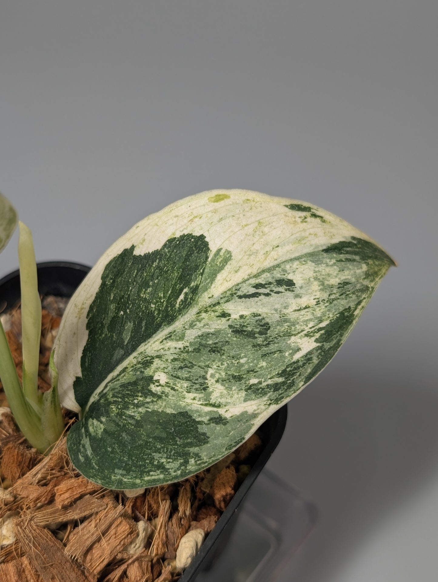 スキンダプサス パラヒヤンガン トリカラー  / Scindapsus parahyangan tricolor  (050a)