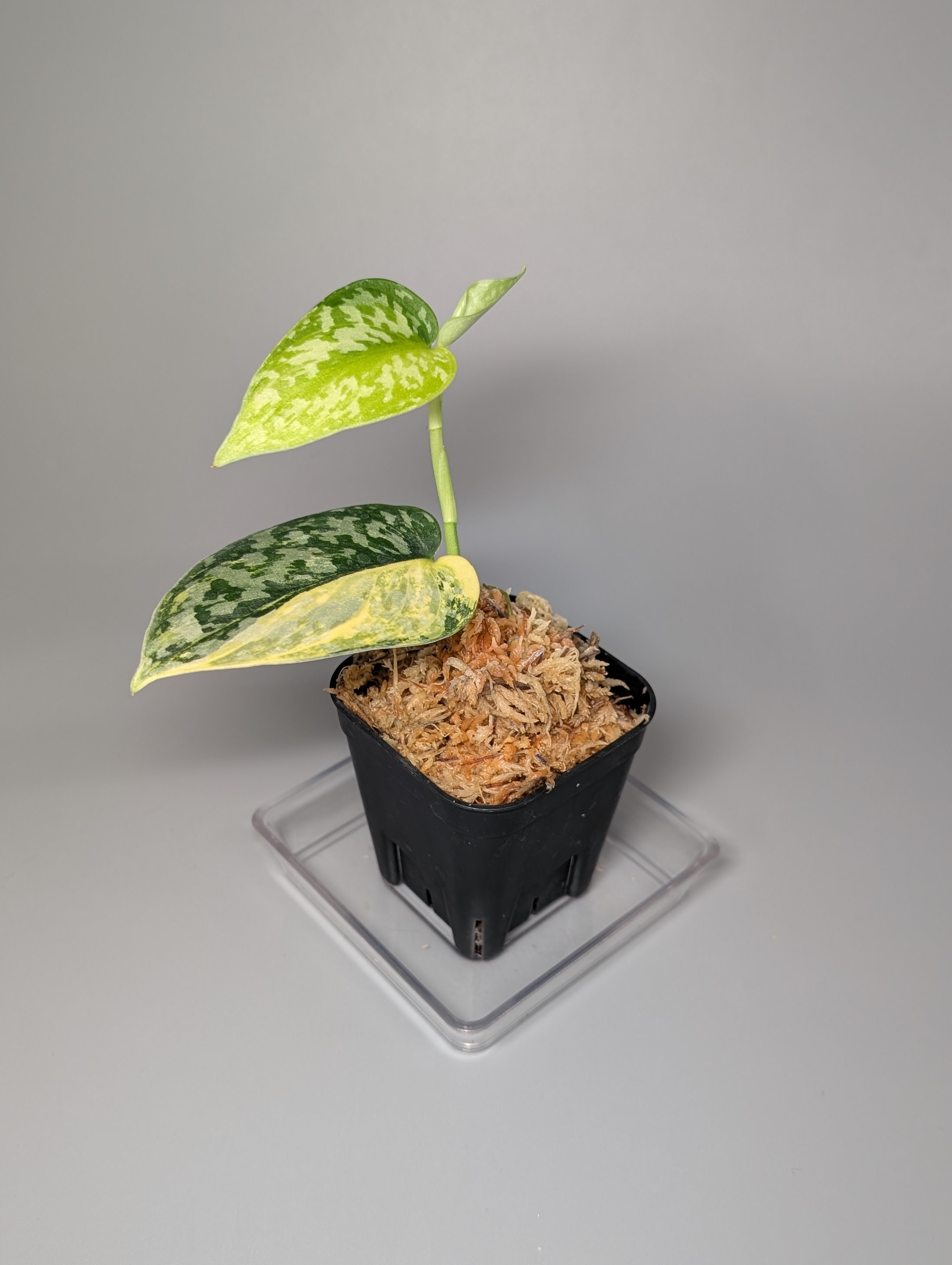 All Plants – Page 2 – Nakayama-Plants