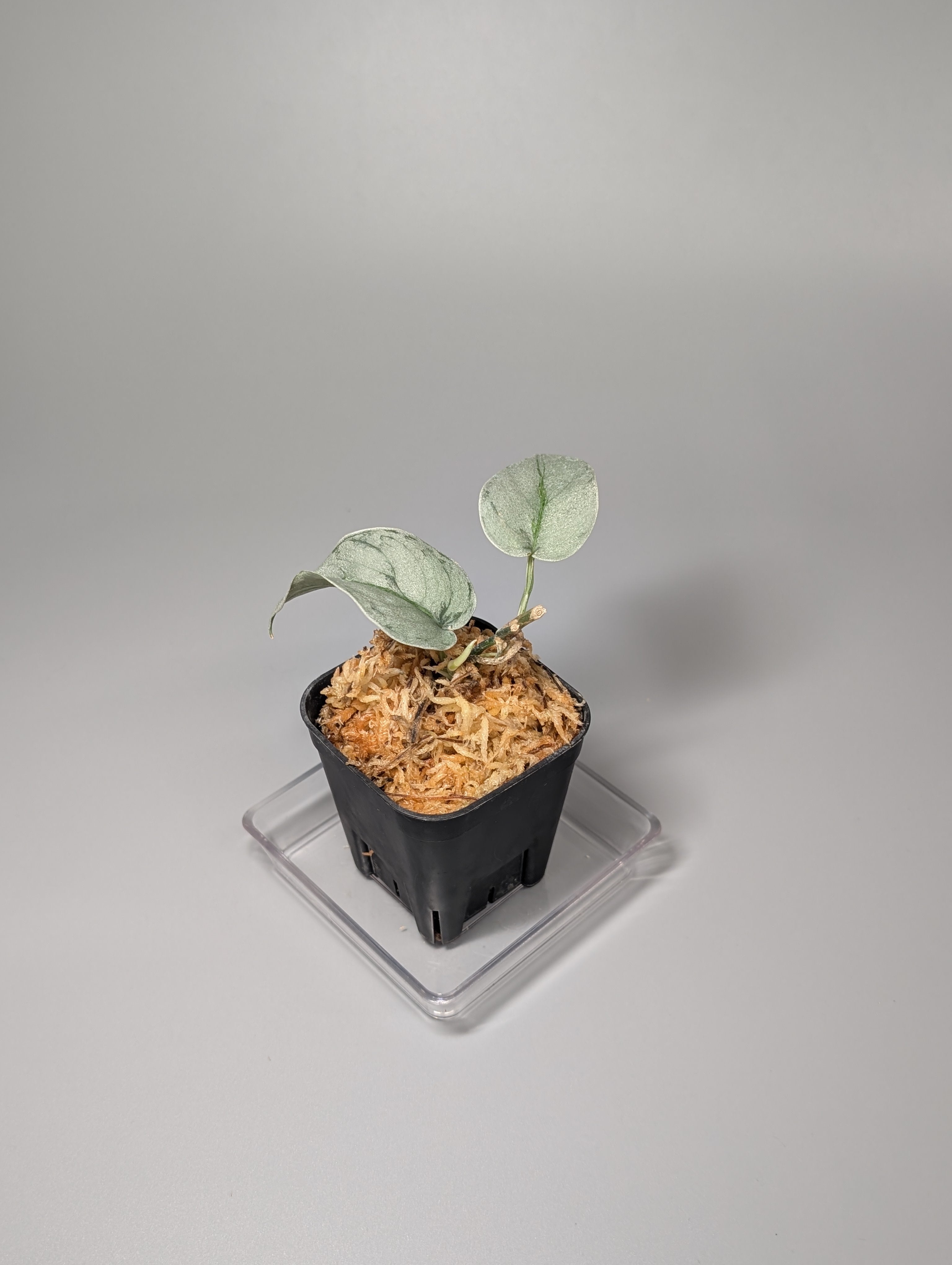 スキンダプサス バクダパティ SOLDOUT!!🙇‍♂️ Scindapsus