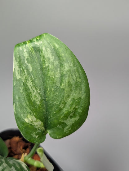 スキンダプサス エキゾチカ アルボ / Scindapsus exotica albo (052c)