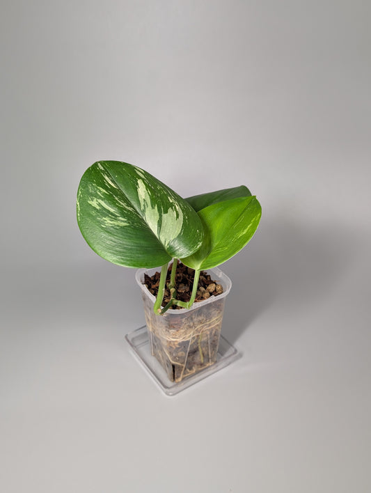 スキンダプサス ルビコン 斑入り  / Scindapsus rubico var.  (008a)