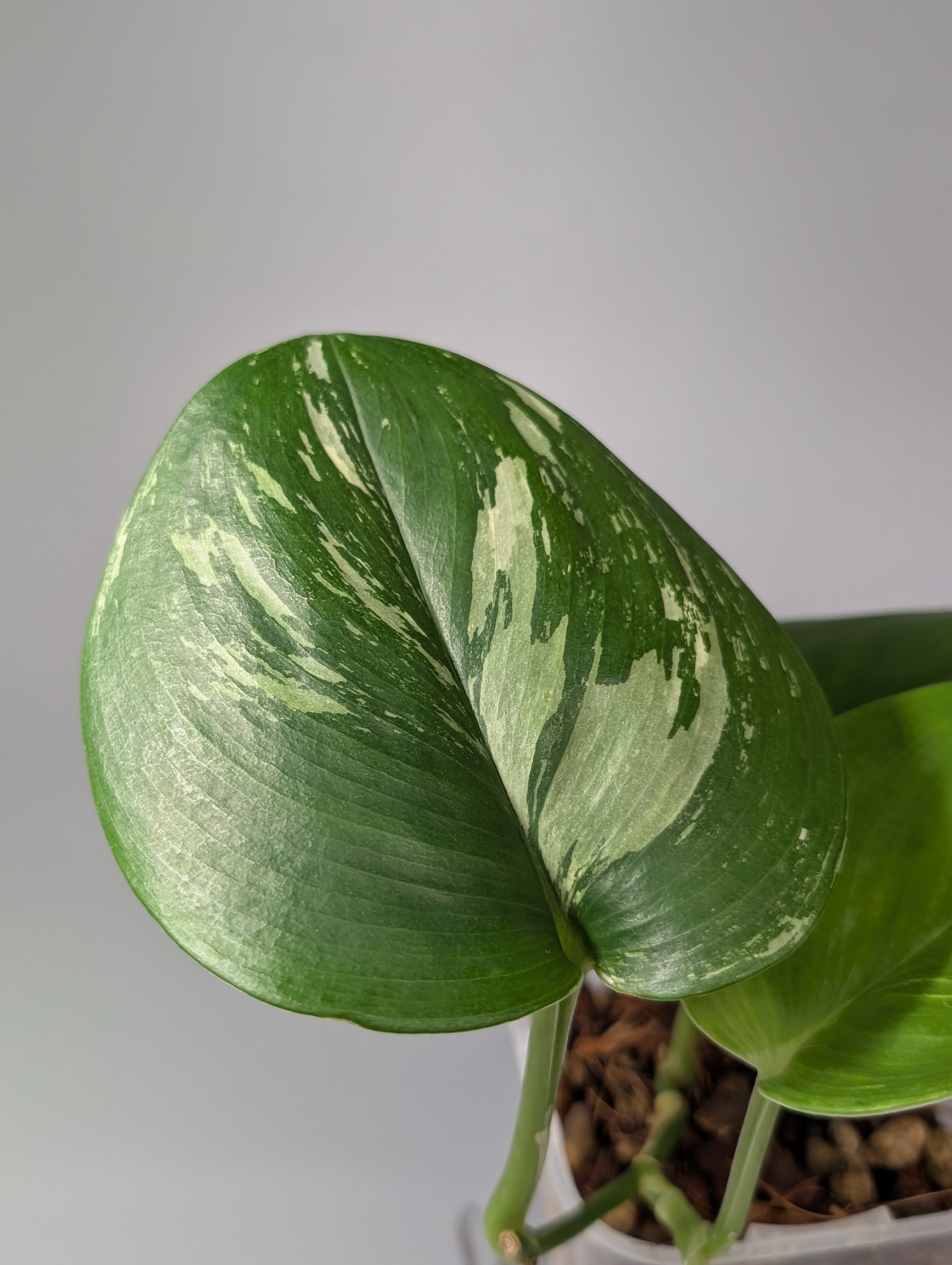 スキンダプサス ルビコン 斑入り / Scindapsus rubico var